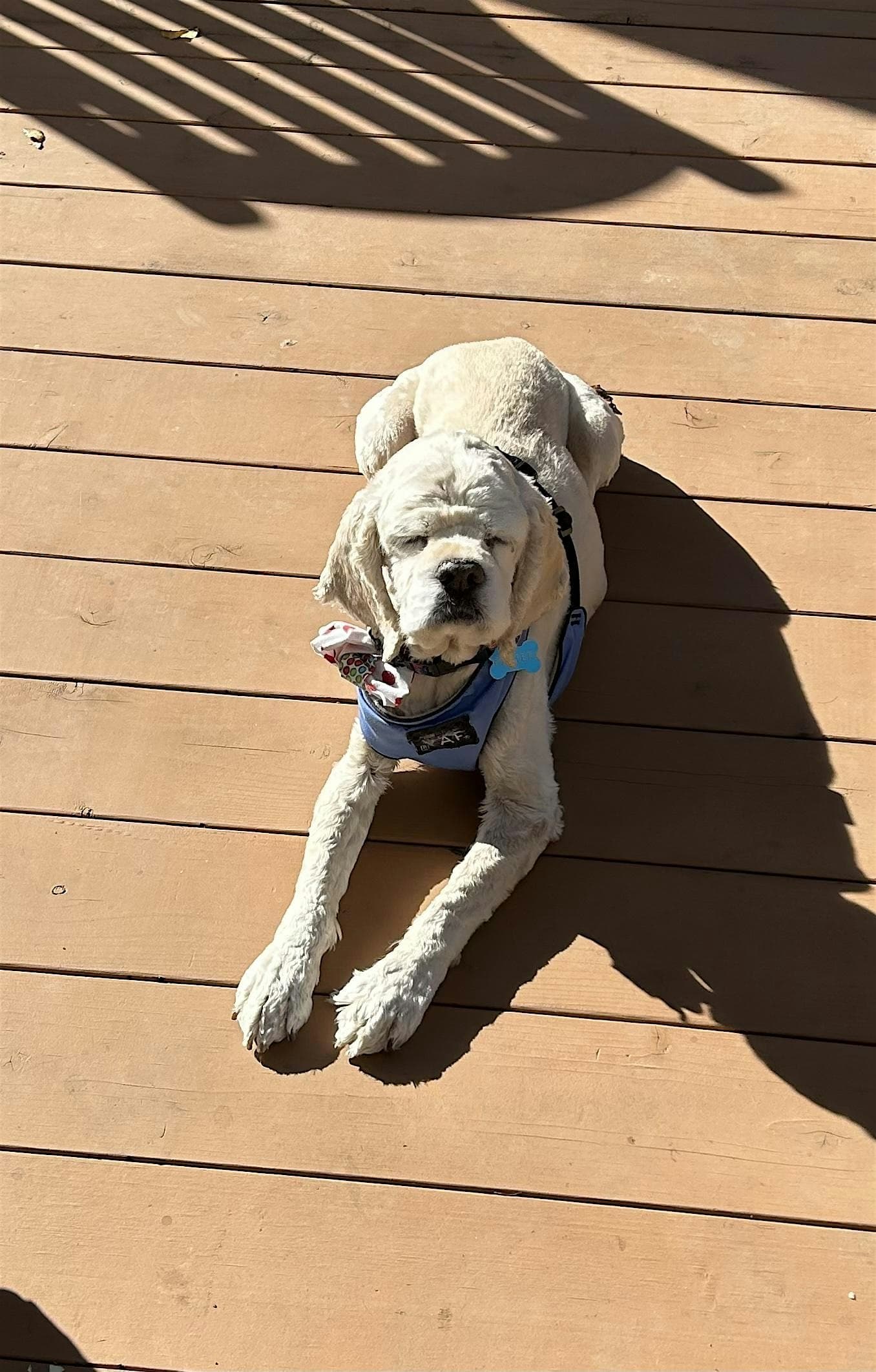 Baxter’s Bow Wow Birthday Bash at Arbolado Park – Walnut Creek, CA