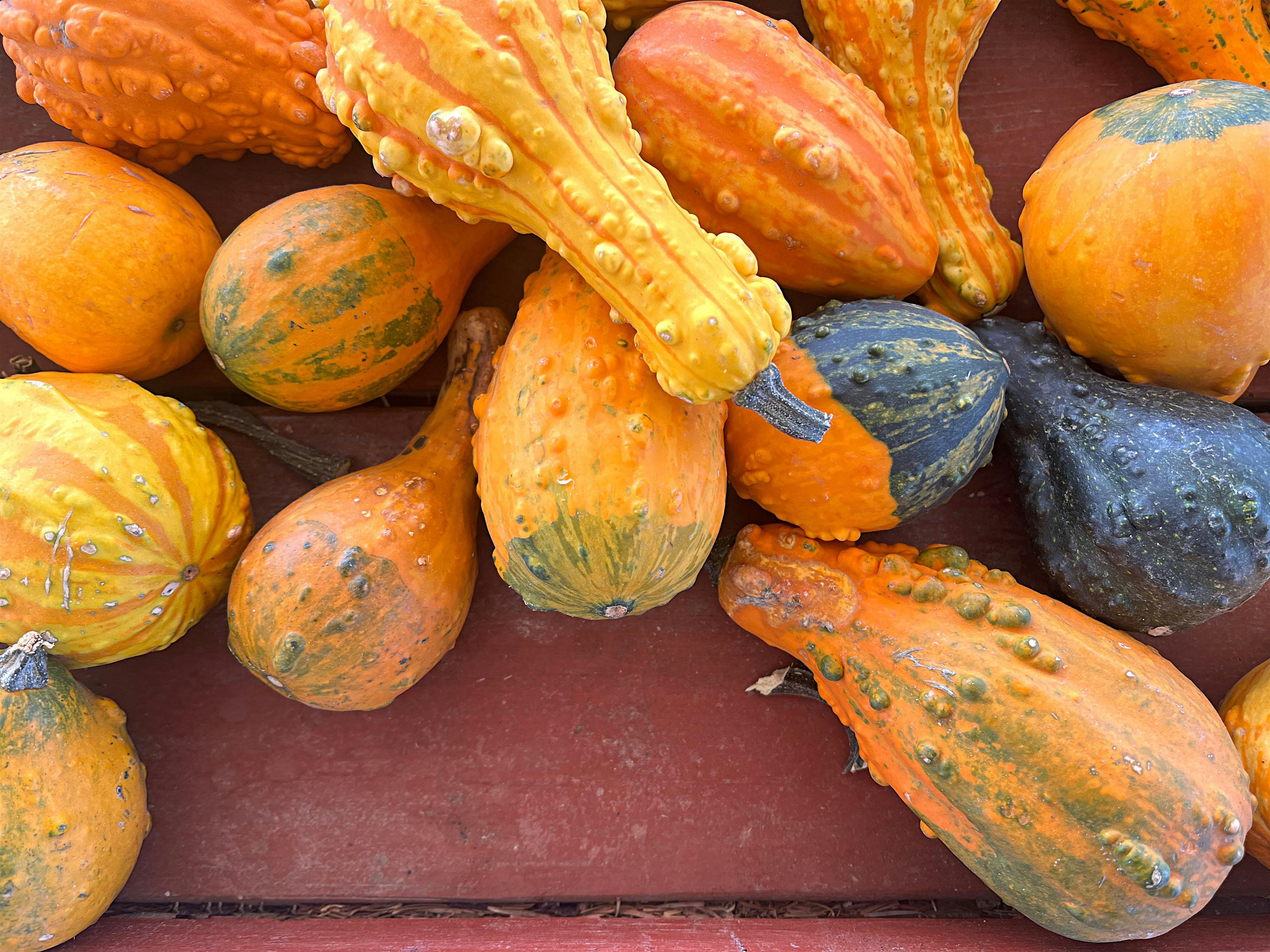 McLean Baptist Church – Ladies’ Dinner Out – November 2025 at Neisha Thai – Tysons, VA