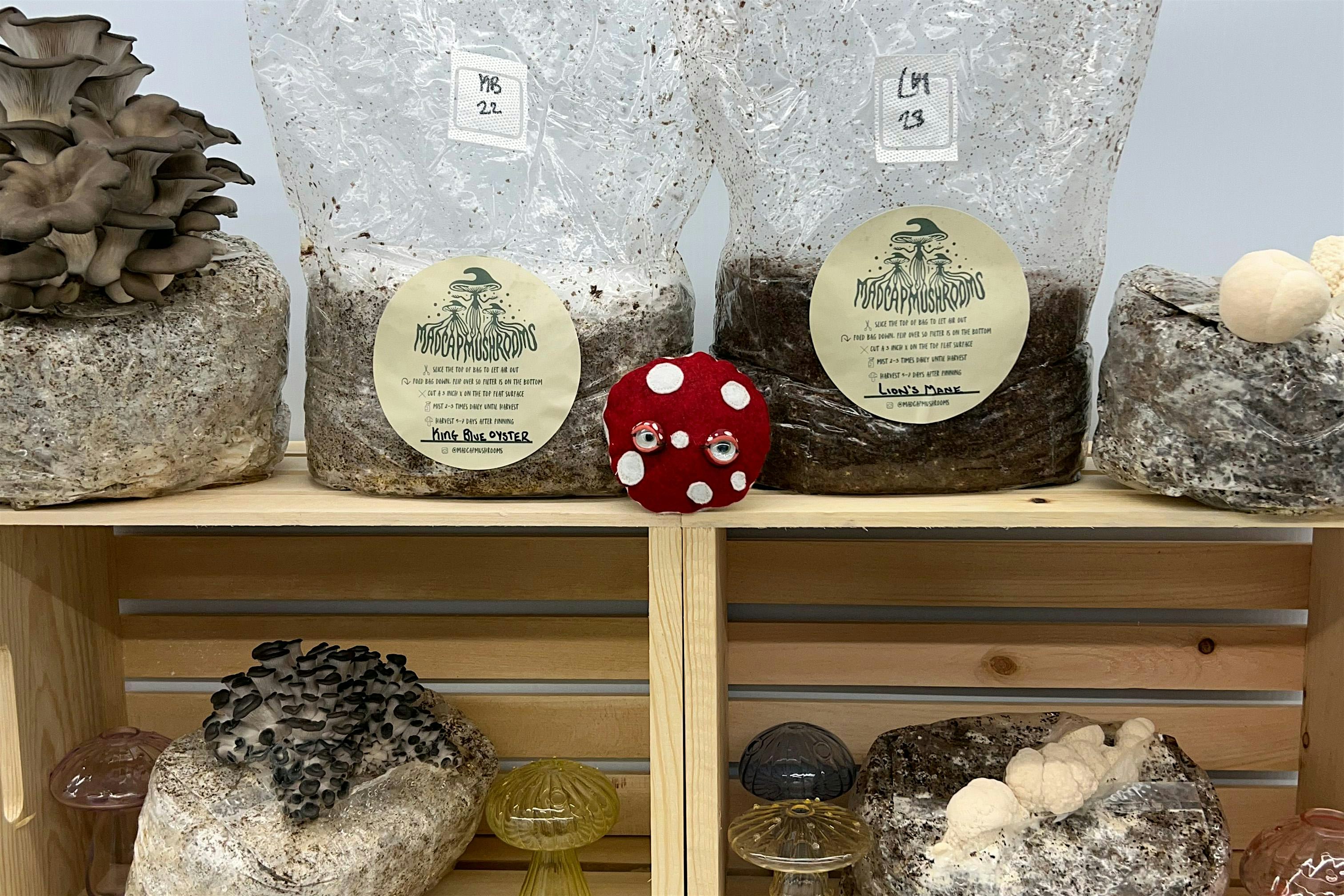 Gourmet Mushroom Growing with Madcap Mushrooms at The Farm Barn at Shelburne Farms – Shelburne, VT