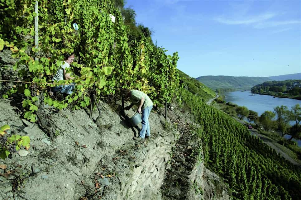 German Wines from the Bowler Portfolio at Flatiron Wines & Spirits – San Francisco, CA