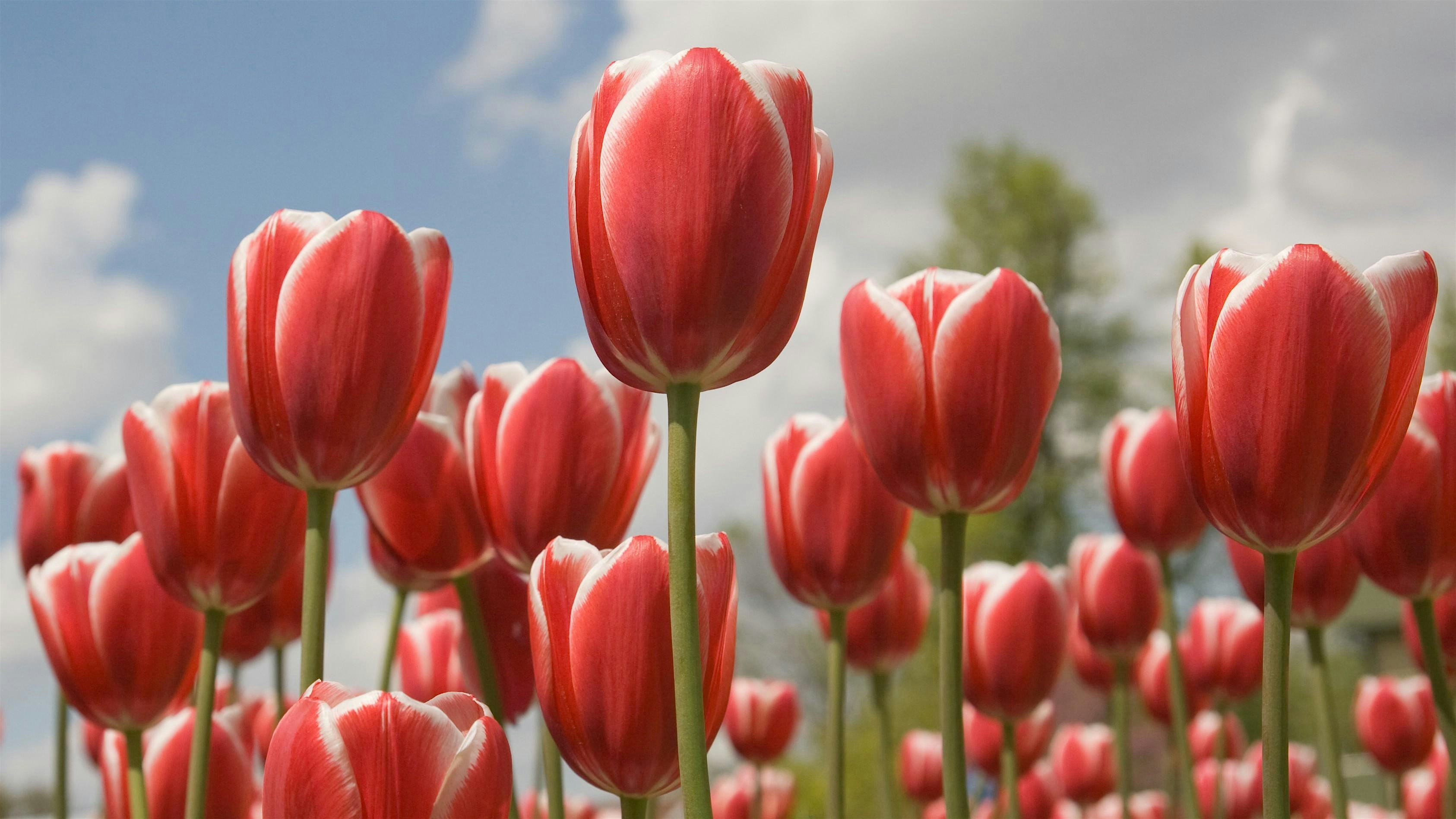Young Women’s Activity Night at The Church of Jesus Christ of Latter-day Saints – West Valley City, UT