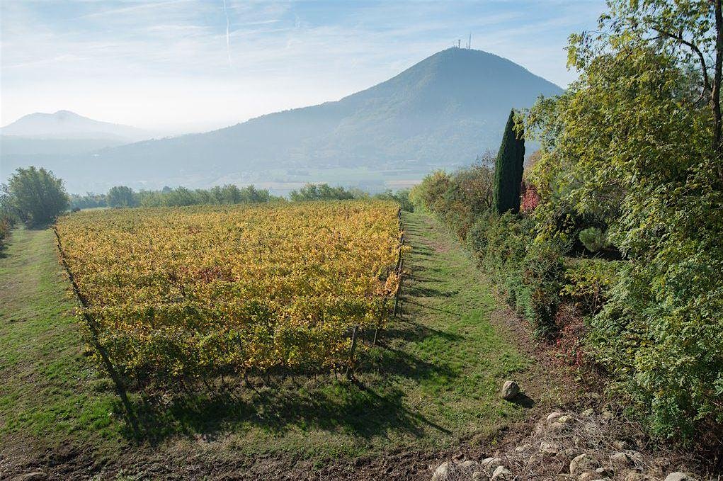 Wine Dinner with Vignalta at Terra at Eataly L.A. – Los Angeles, CA