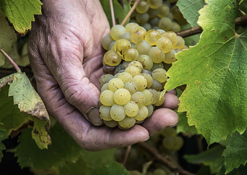 New Releases from the Loire Valley at Flatiron Wines & Spirits – San Francisco, CA