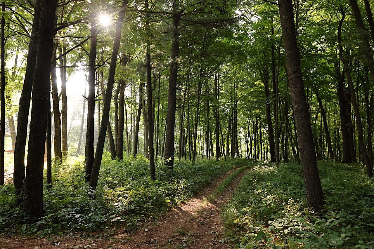 Family Search Workshop at Pittsfield Public Library – Pittsfield, IL