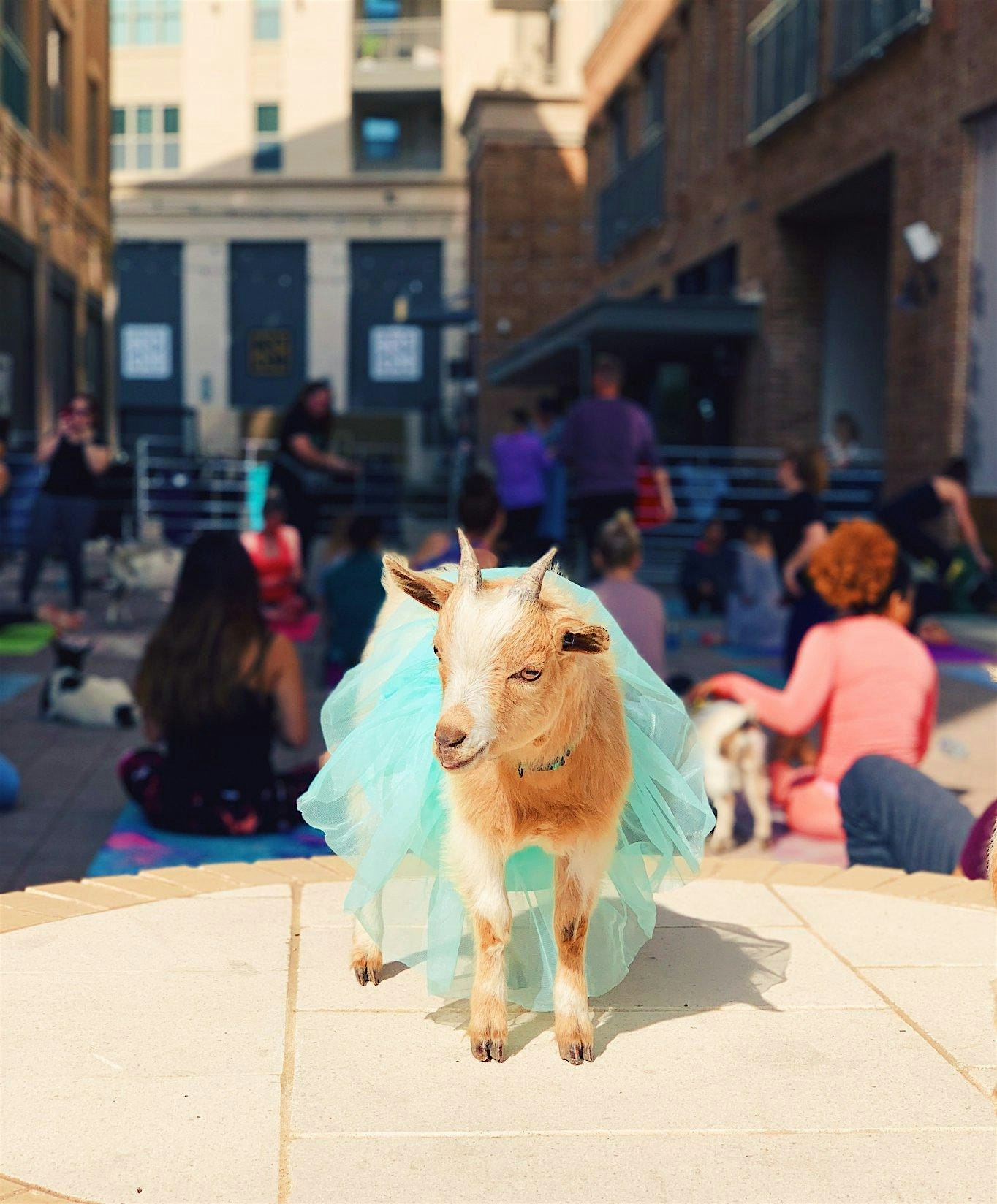 Goat Yoga @ Toyota Music Factory! at Toyota Music Factory – Irving, TX