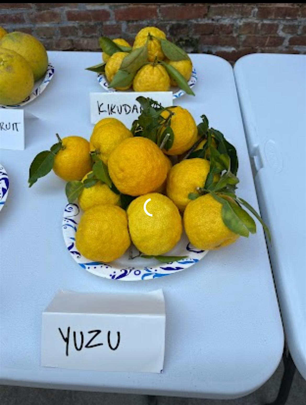 2025 Citrus Tasting at Siloam Methodist Church – Siloam, GA