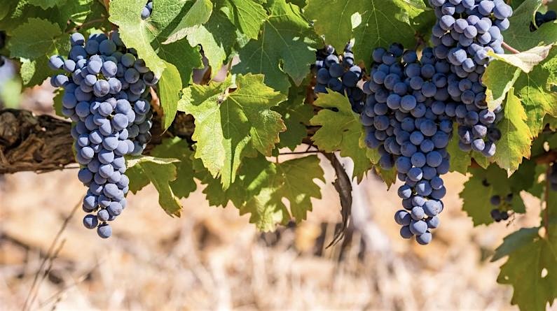 Austin Wine Tour at The Westin Austin at The Domain – Austin, TX