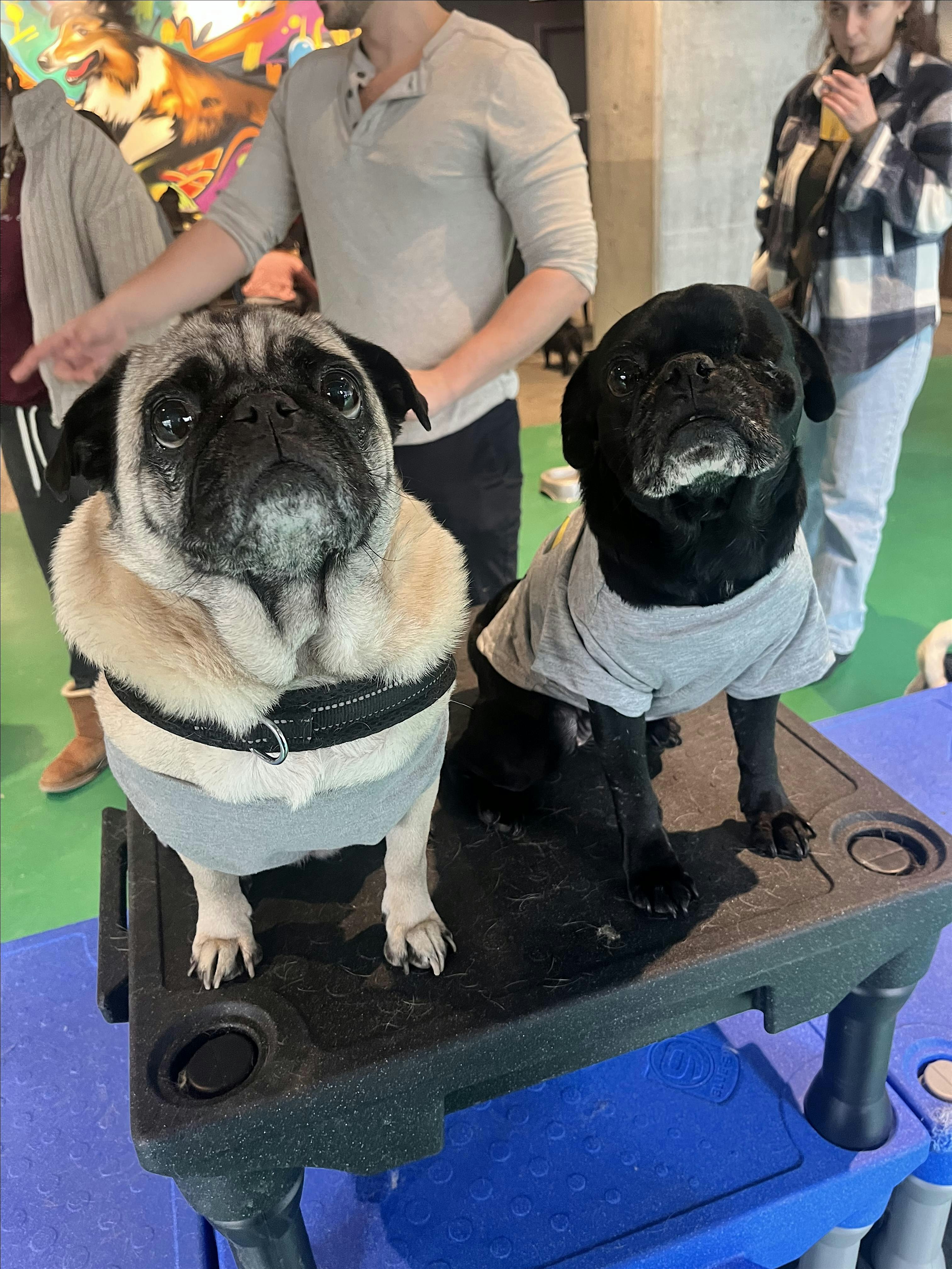 It’s Fall Y’all – November Pug Meetup at Spot Dog Daycare – New York, NY