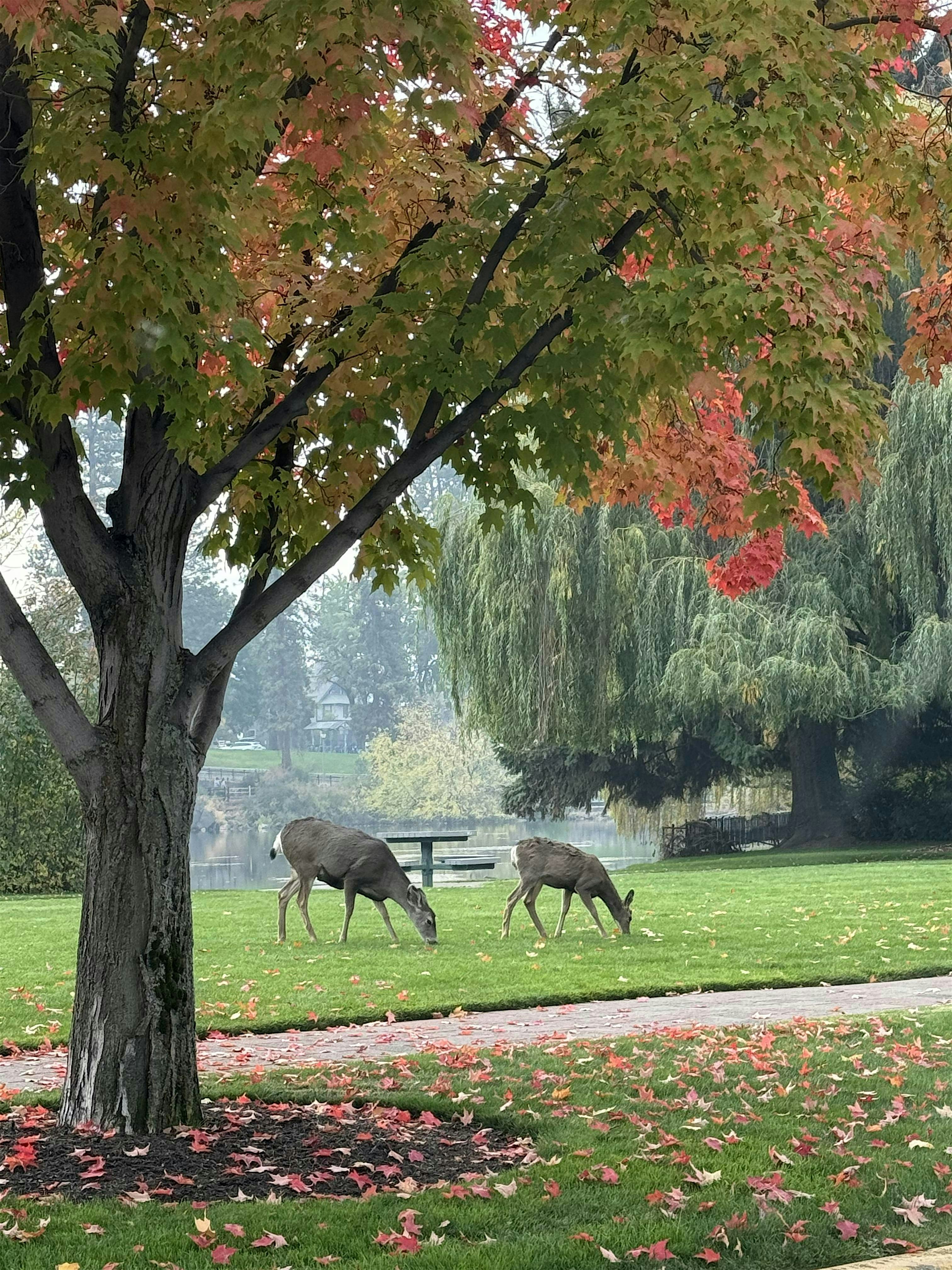 Holiday Afternoon Tea at Blissful Spoon, Northwest Newport Avenue, Bend, OR, USA – Bend, OR