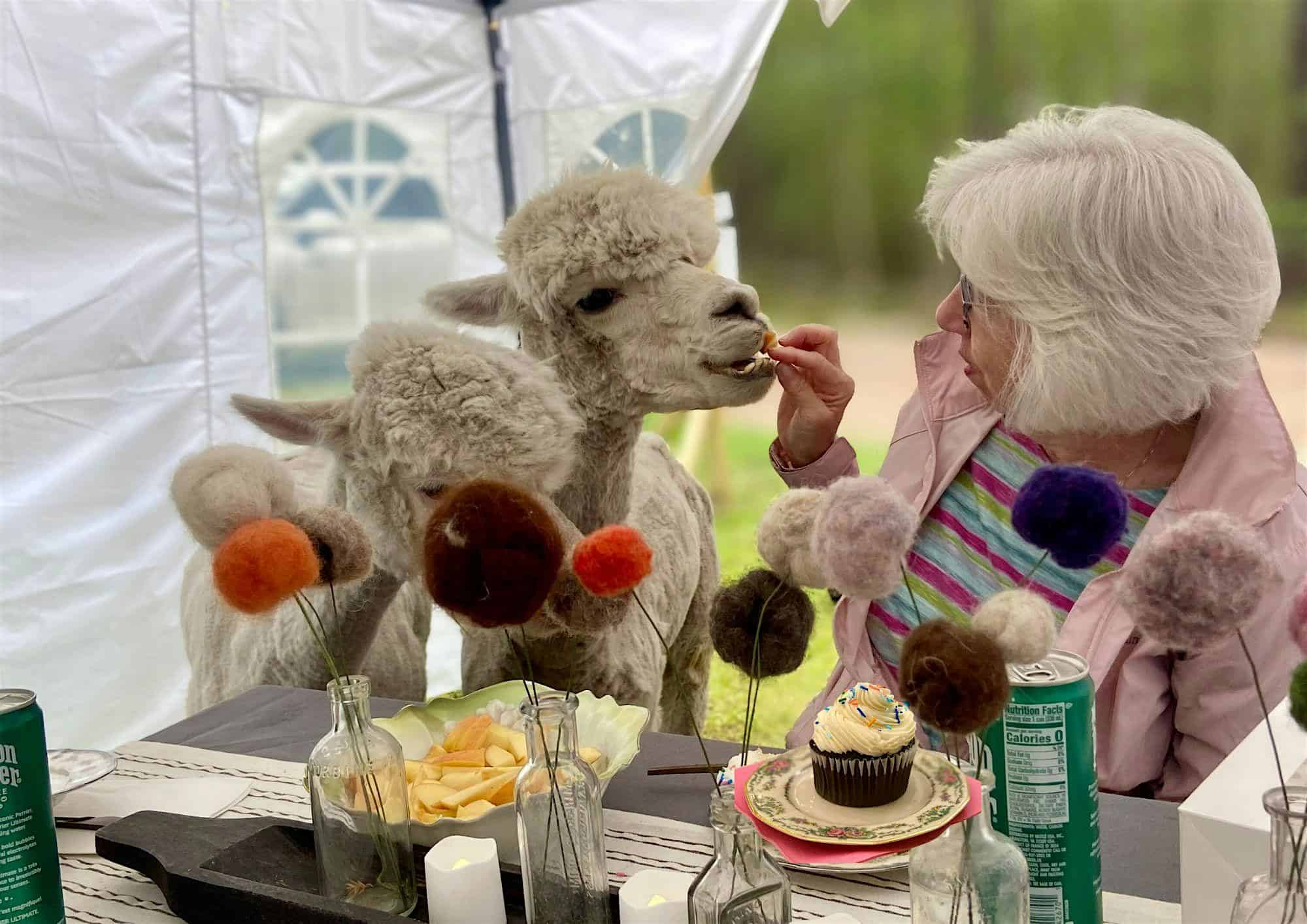 Alpacas & Cupcakes at Lulu’s Barn – Westport Island, ME
