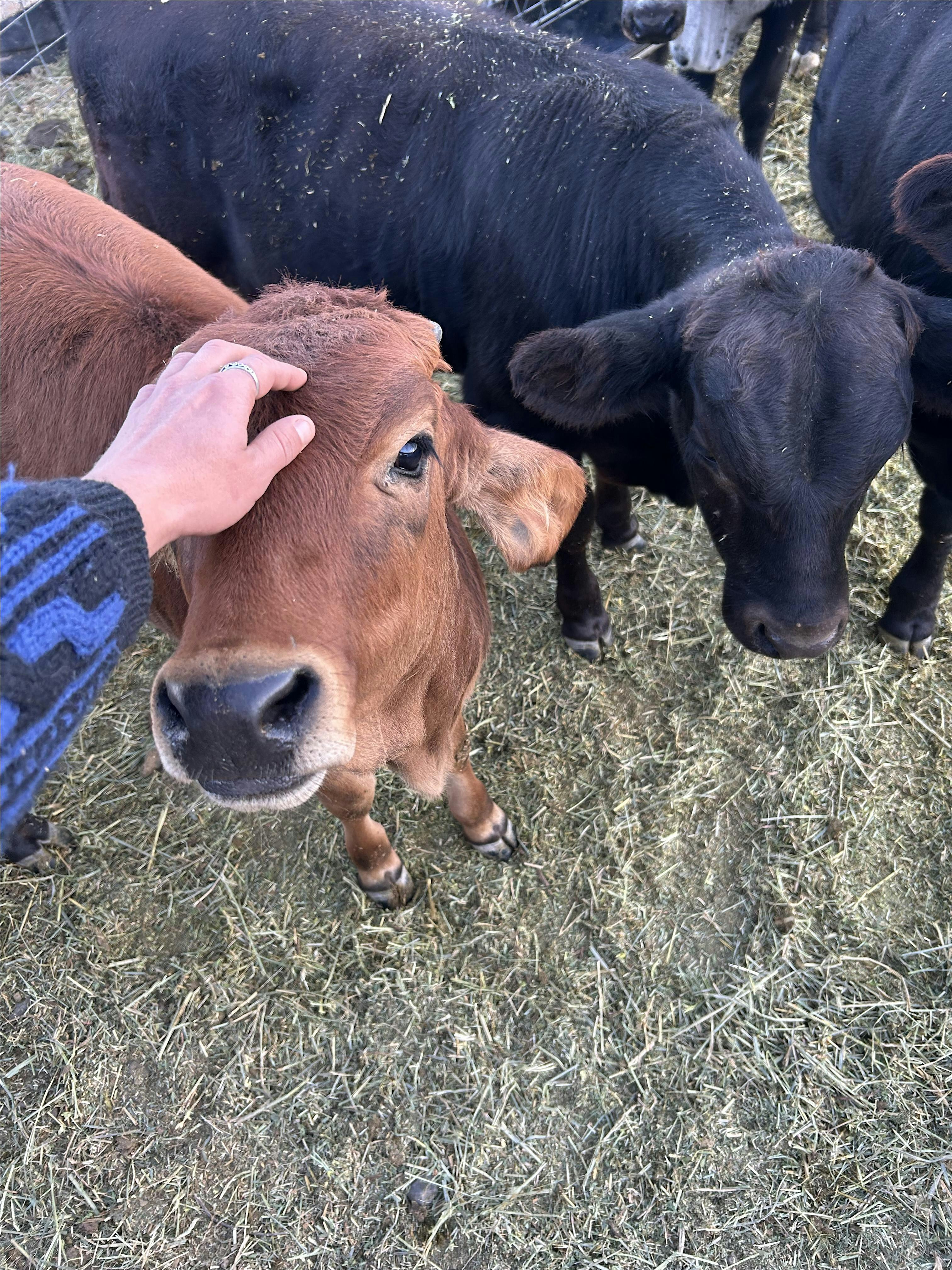 SOIL TO SOUL PRESENTS: HAWAIIAN PIG ROAST DINNER AT WILD SPACES FARM at Wild Spaces Farm – Glenns Ferry, ID