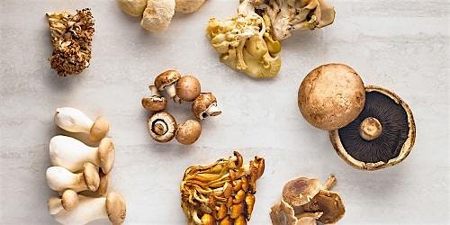 Learn @ Lunch: Mushroom Madness at Central Market Austin North Lamar – Austin, TX