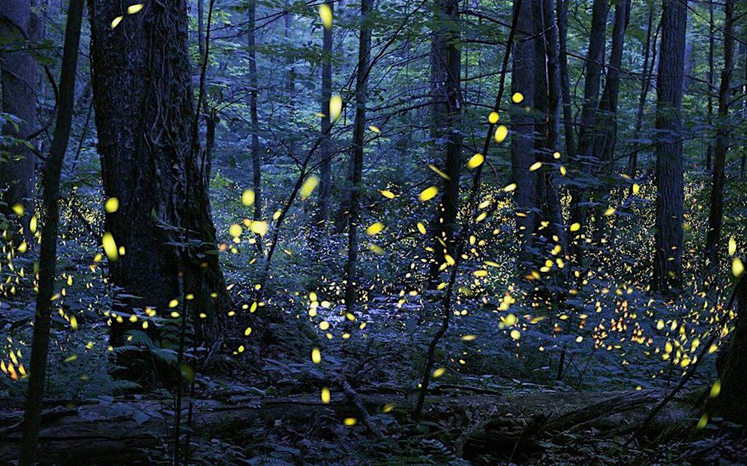 Bug Ball at Memorial Union – Tripp Commons – Madison, WI