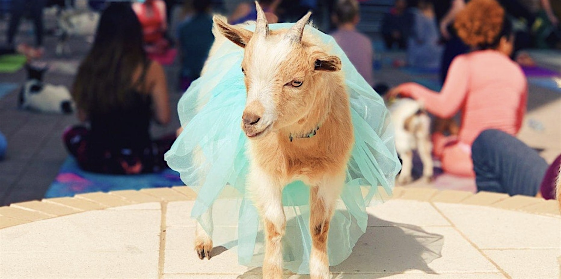 Goat Yoga Dallas @ Harwood Park! at Harwood Park – Dallas, TX