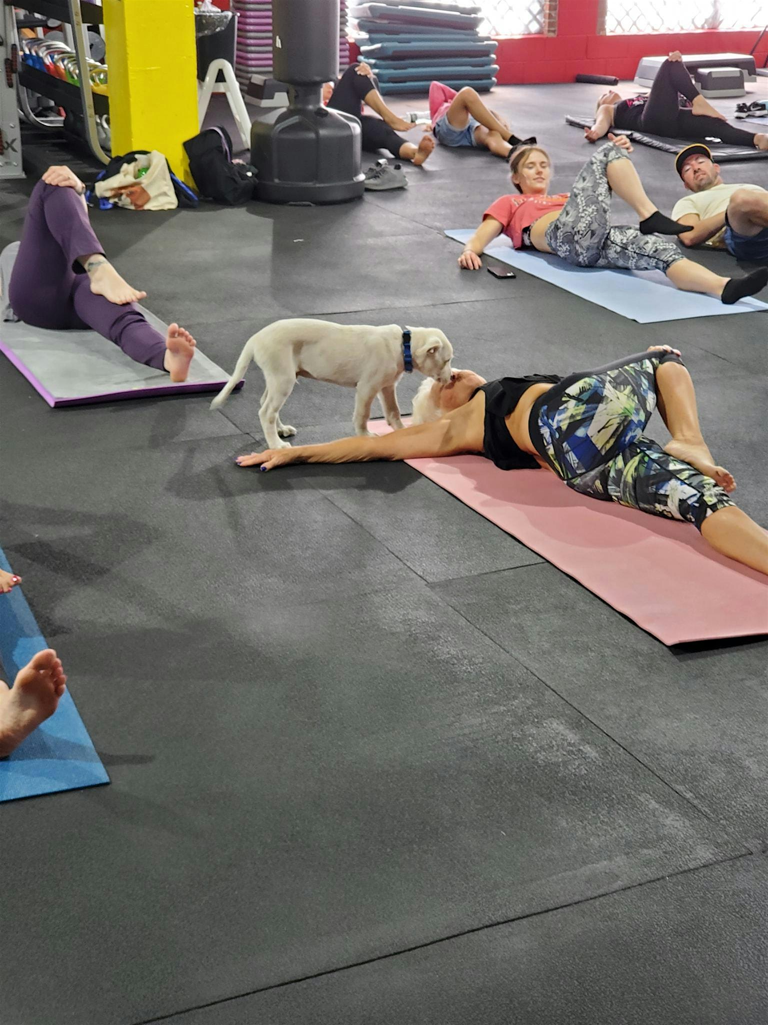 Doggy Noses & Yoga Poses at Sculpt Fitness at Sculpt Fitness – Kenilworth, NJ