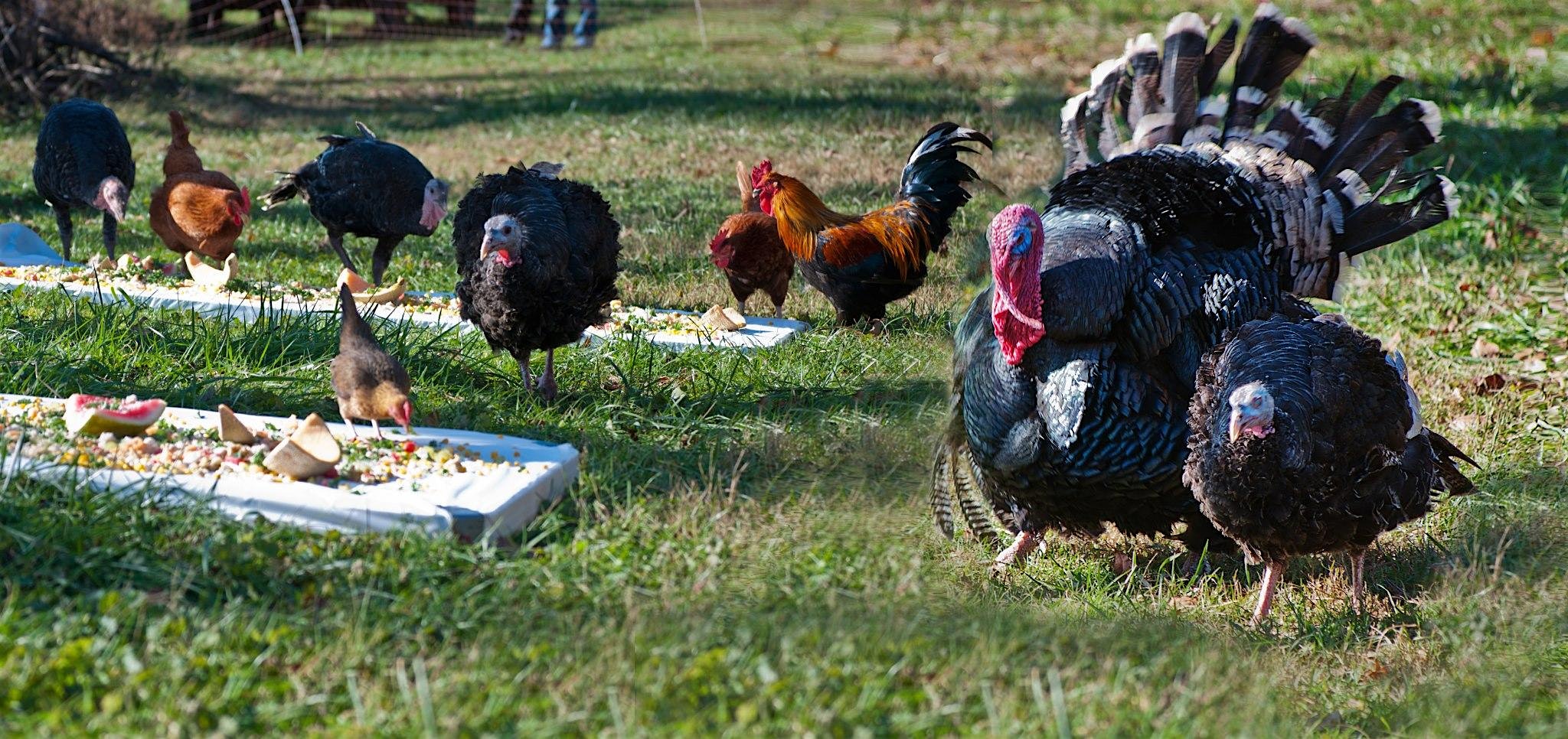 Poplar Spring’s Thanksgiving WITH the Turkeys at Poplar Spring Animal Sanctuary – Poolesville, MD