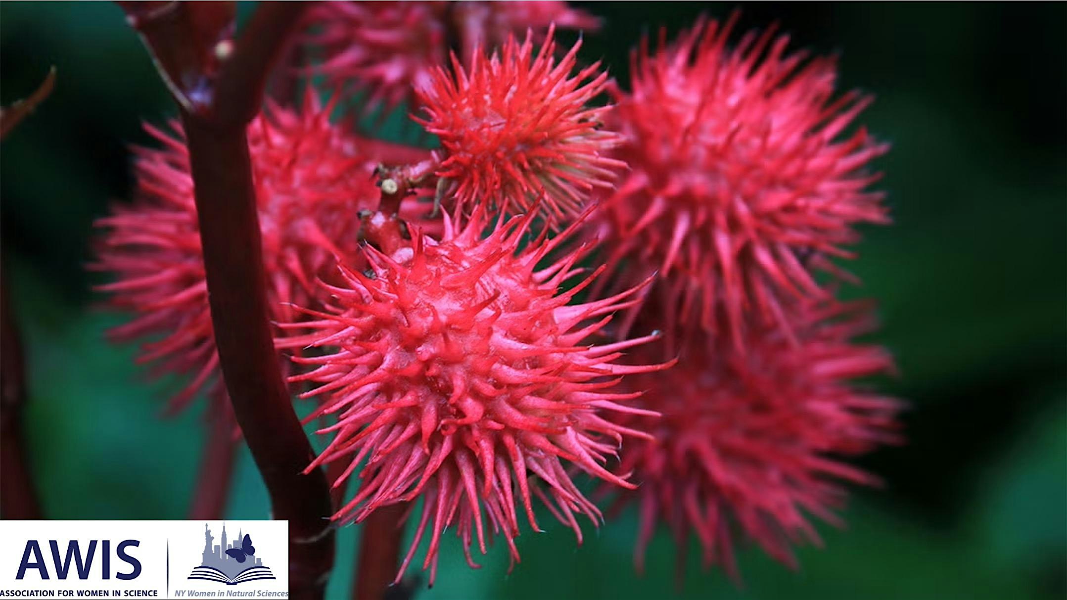 The Stepsister’s Ball – 2025 at Arte Cafe – New York, NY