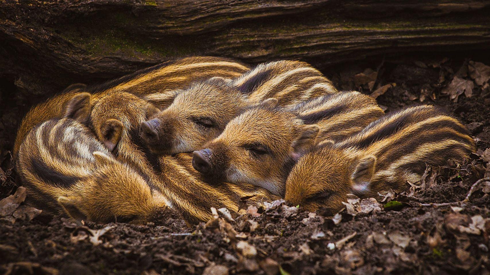 Cuddle Party – Florence Ma: Saturday, December 6th, 6pm-10pm, ET at The Hidden Temple – Northampton, MA