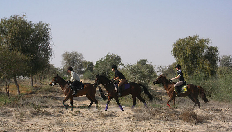 1 or 1.5 Hour Horseback Dubai Desert Park Ride – Dubai, United Arab Emirates