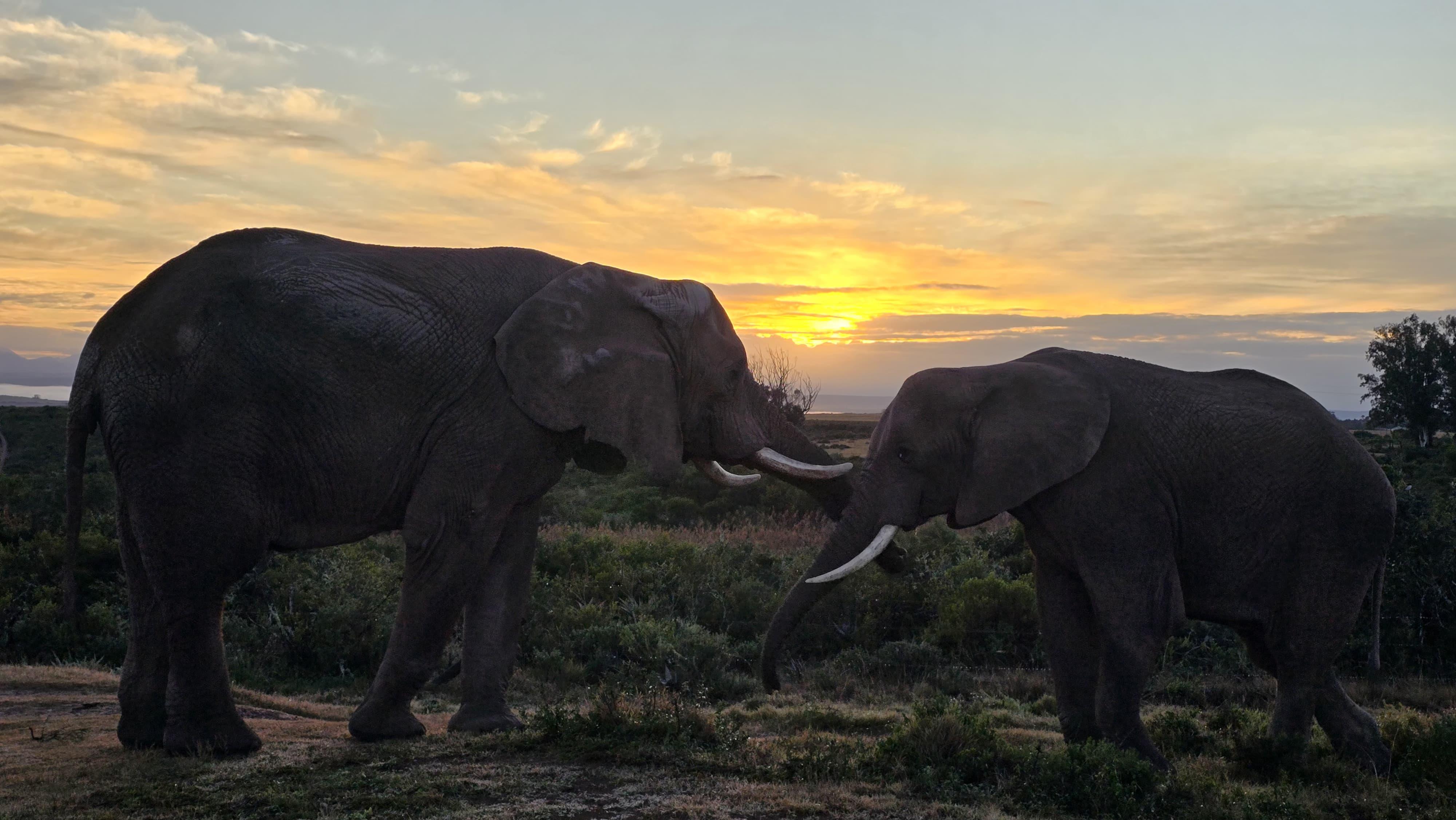 2-Day Cape Town Safari with Big 5, Penguins & Cape Agulhas – Cape Town, South Africa