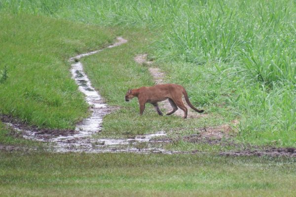 2 Days 1 Night in Corcovado Sirena From Drake Bay – Puntarenas, Costa Rica