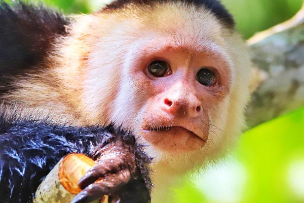 2-Hour Kayak Tour in Quepos Mangroves – See Monkeys & Lunch – Quepos, Costa Rica