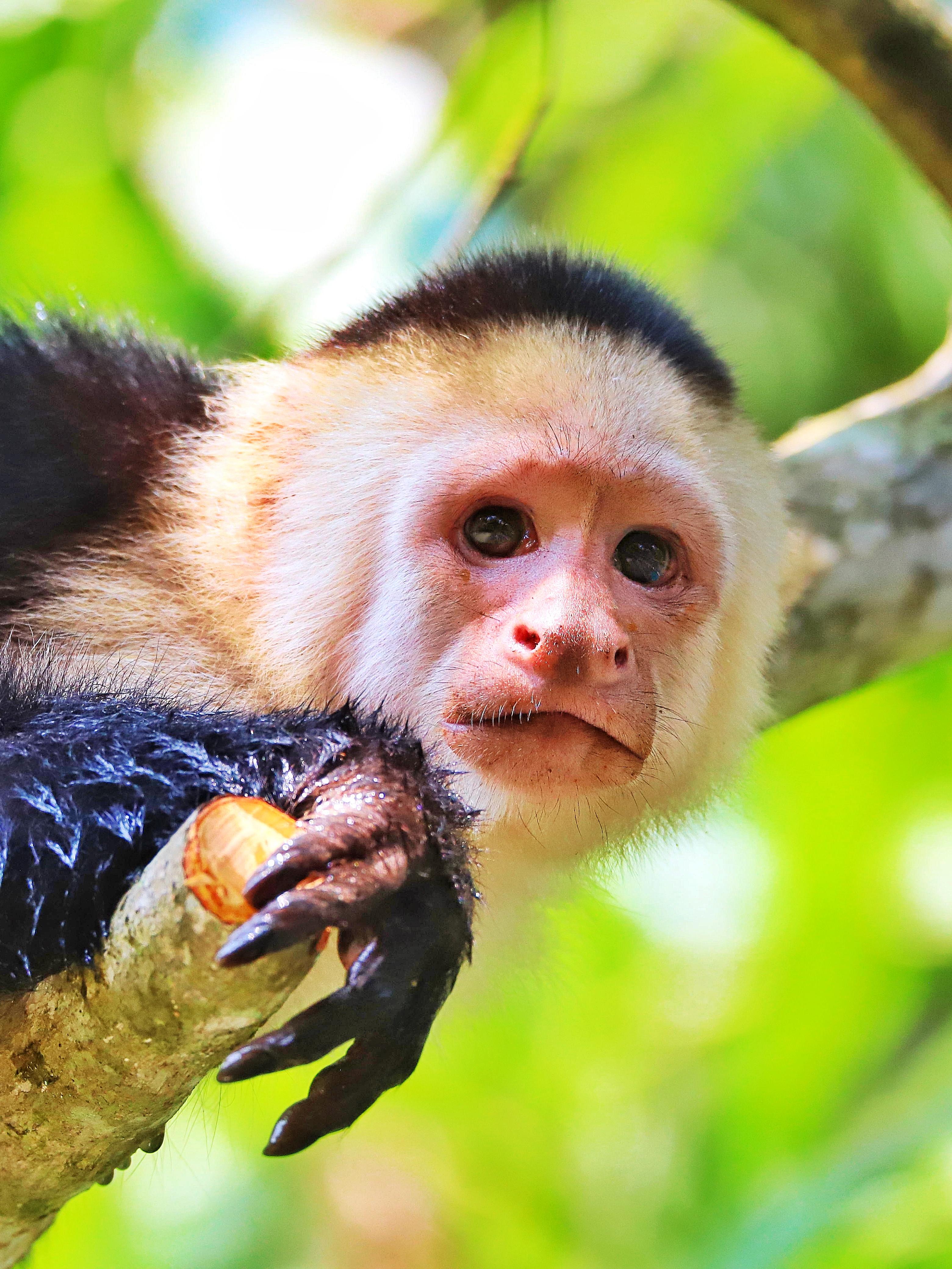 2-Hour Kayak Tour in Quepos Mangroves – See Monkeys & Lunch – Quepos, Costa Rica