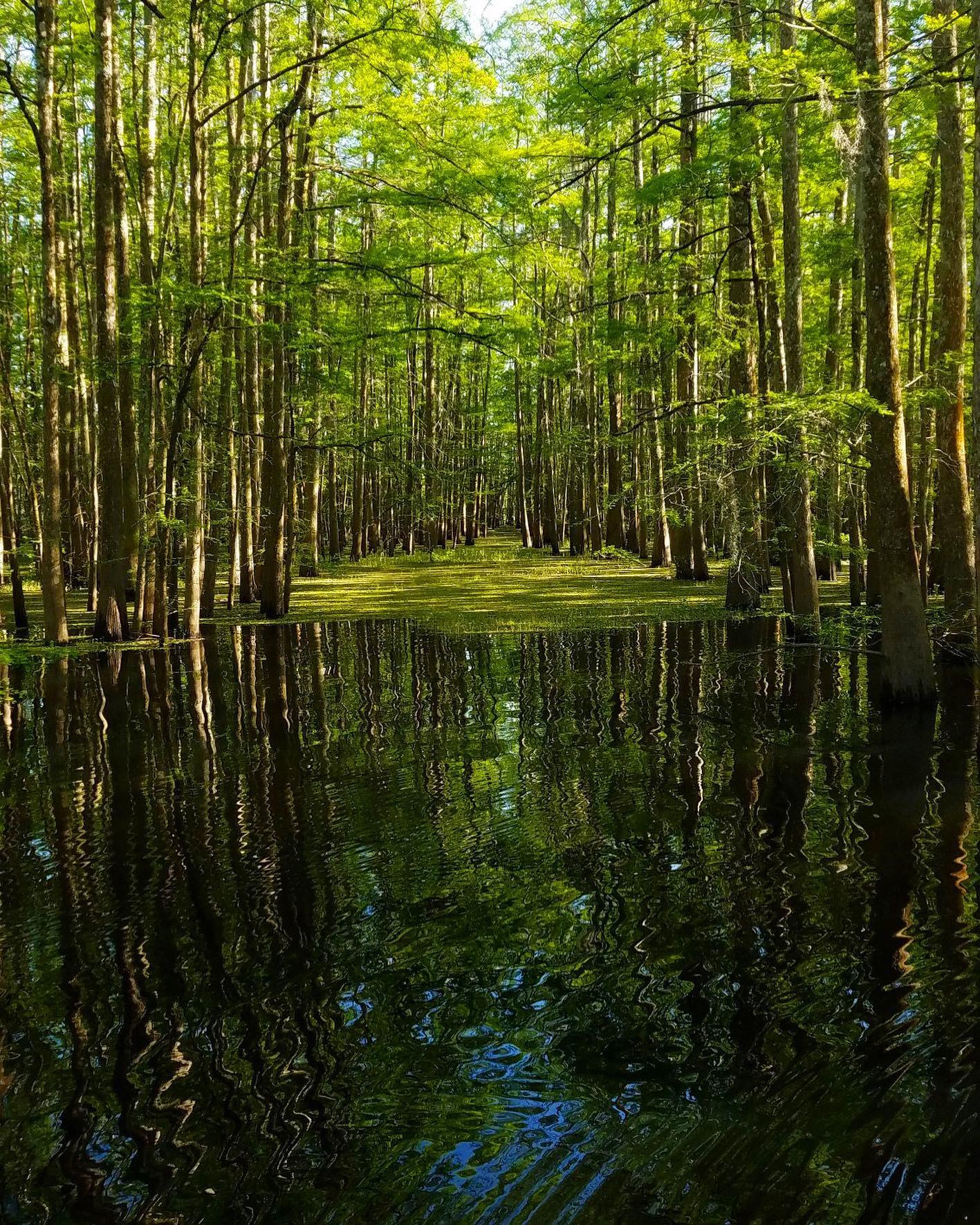 2-hour Eco-Swamp Tour – Atchafalaya River, Louisiana