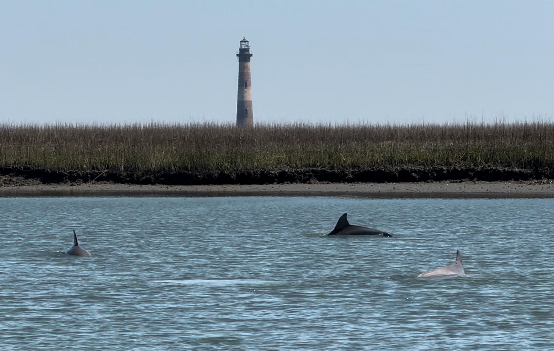 2hr Private River Cruise with stop at Morris Island – Folly Beach, South Carolina
