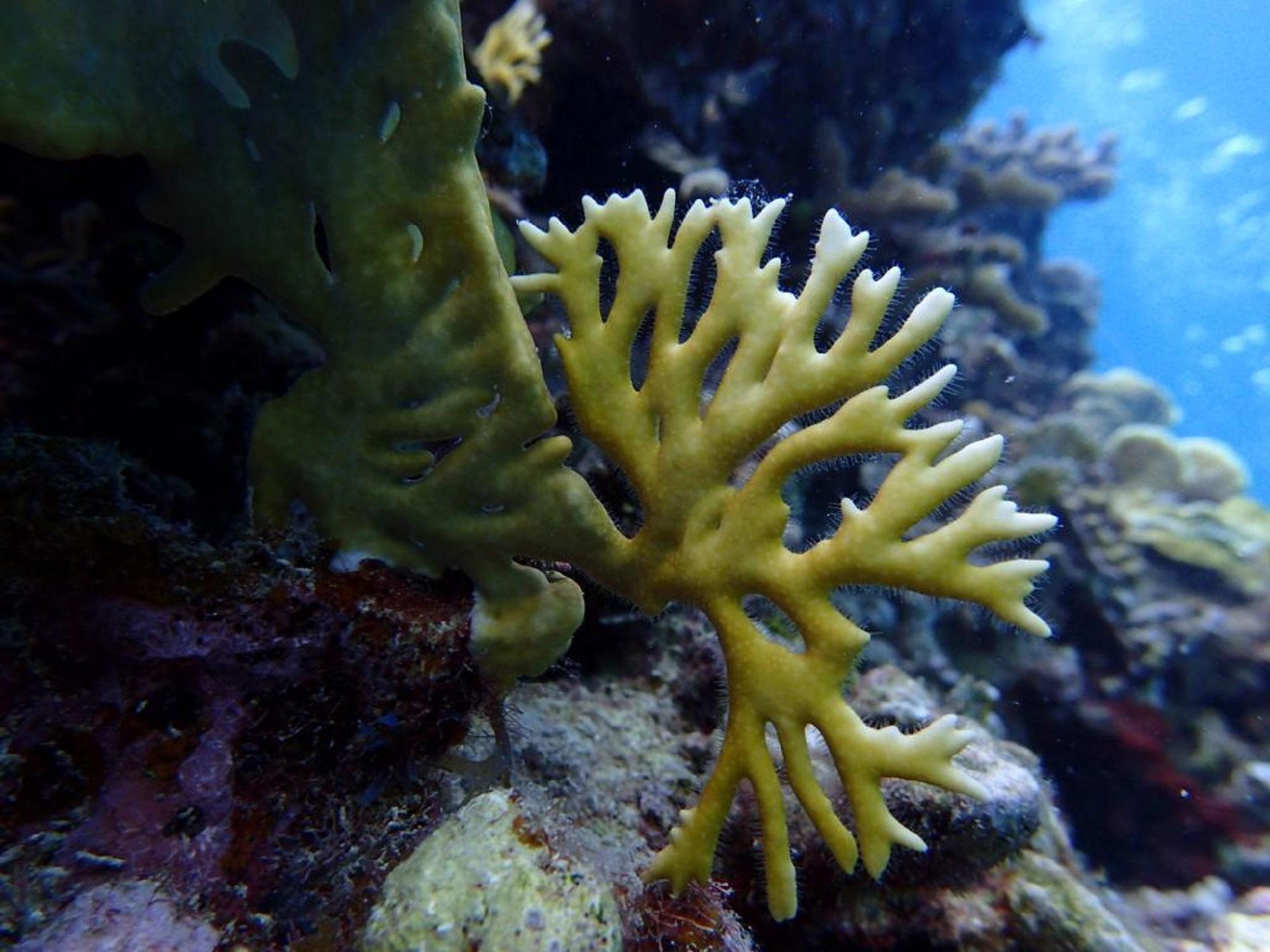 3-Day Scuba Diving Certification Course in Ocho Rios – Ocho Rios, Jamaica