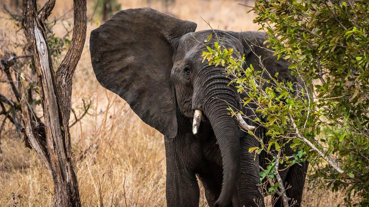 3 Days Kruger National Park Safari and Panorama Route Tour – Phalaborwa, South Africa