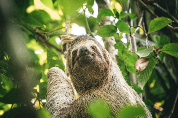 6 in 1 Tour: Cahuita National Park, Tortuguero Canals & More – Cahuita, Costa Rica