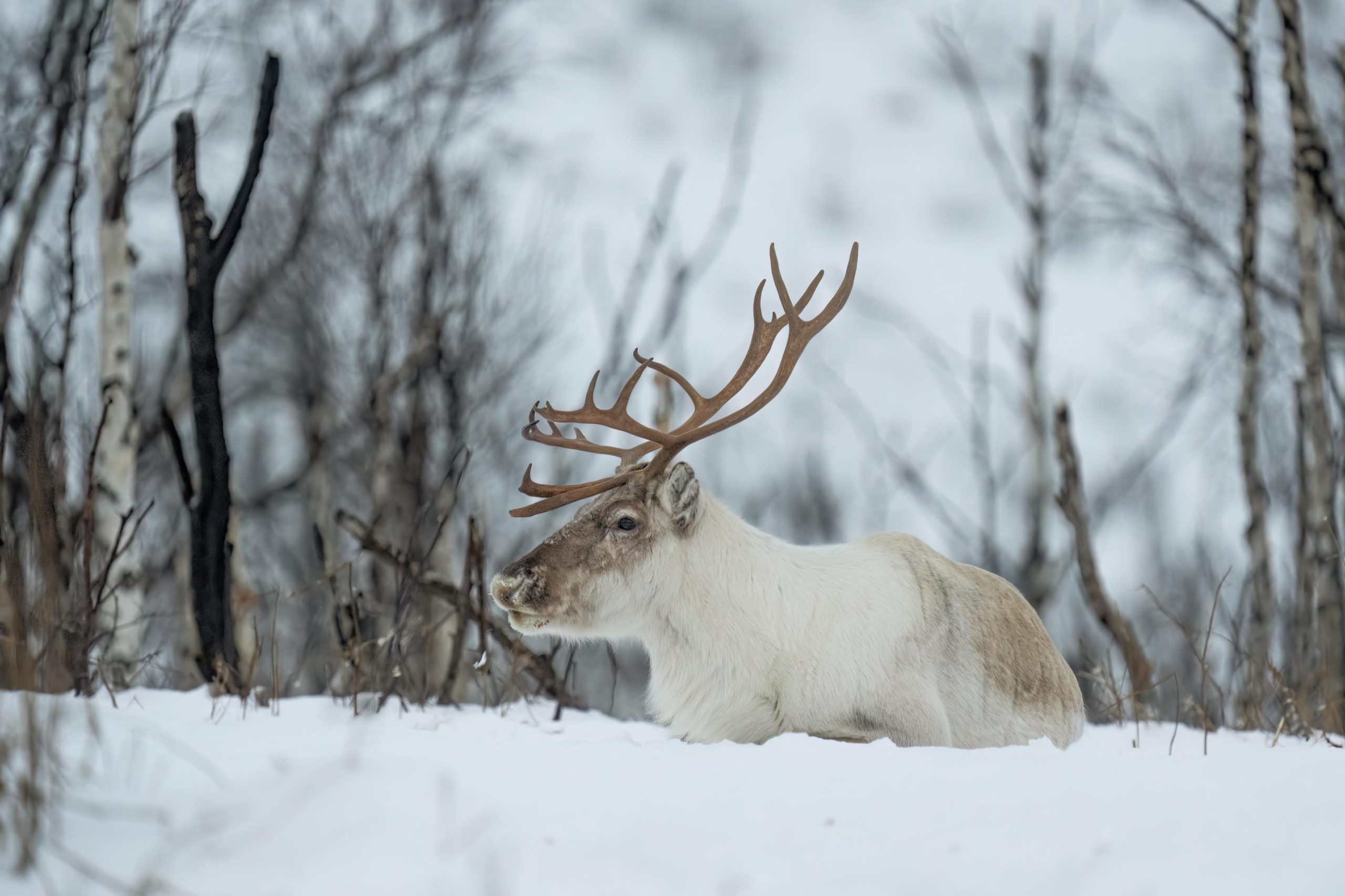 Abisko: Sámi Reindeer Experience with Snacks & Pickup – Abisko, Sweden