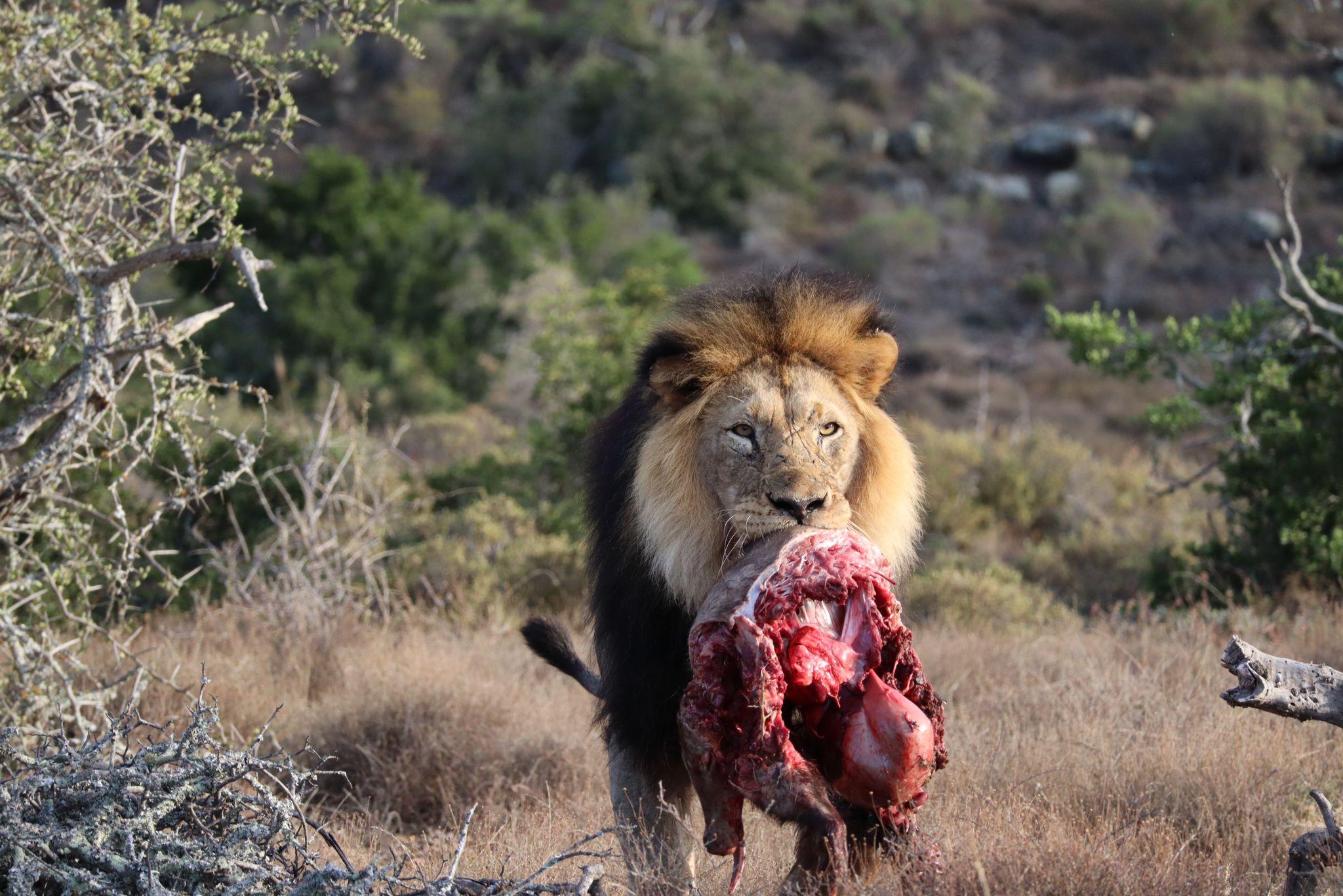 Addo: Addo Elephant National Park Guided Safari with Lunch – Addo Elephant National Park, South Africa
