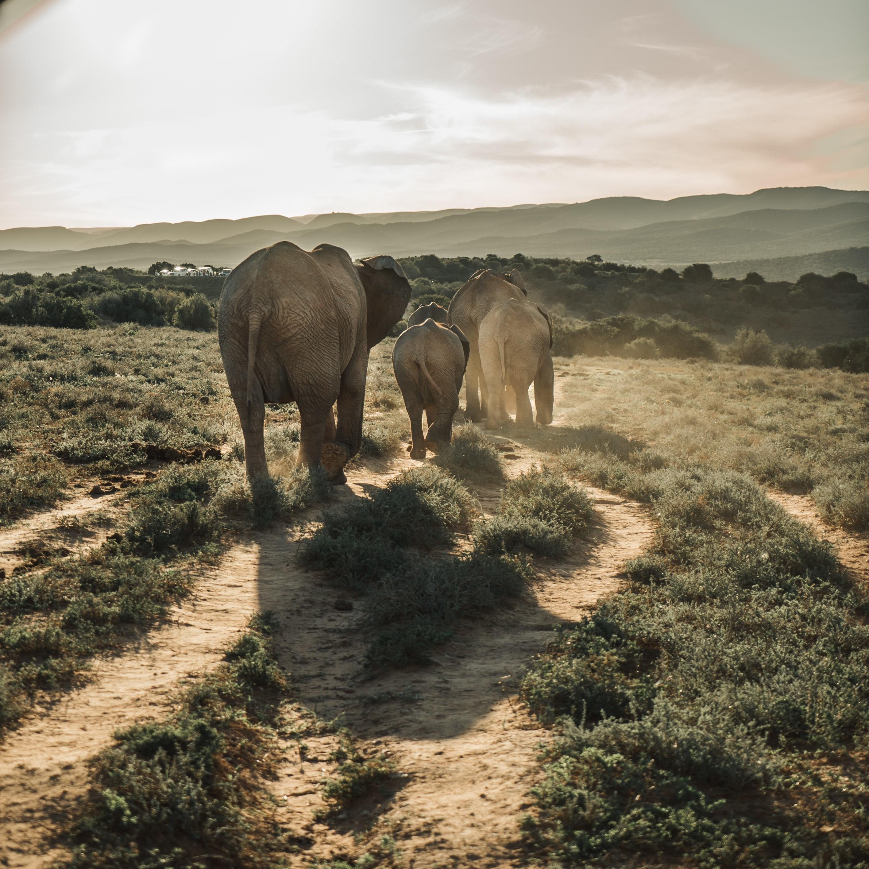 Addo Elephant National Park All Inclusive Full-Day Safari – Addo Elephant National Park, South Africa