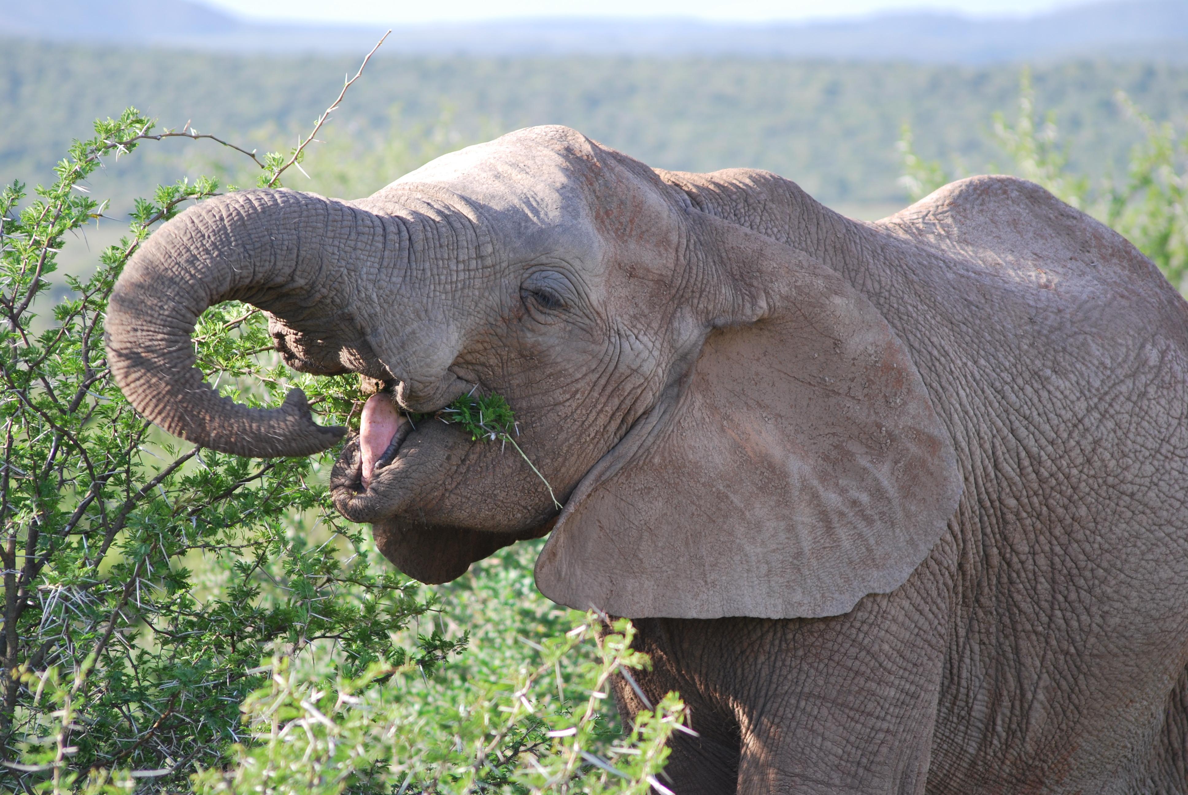 Addo Elephant National Park: Half Day Private Safari – Addo Elephant National Park, South Africa
