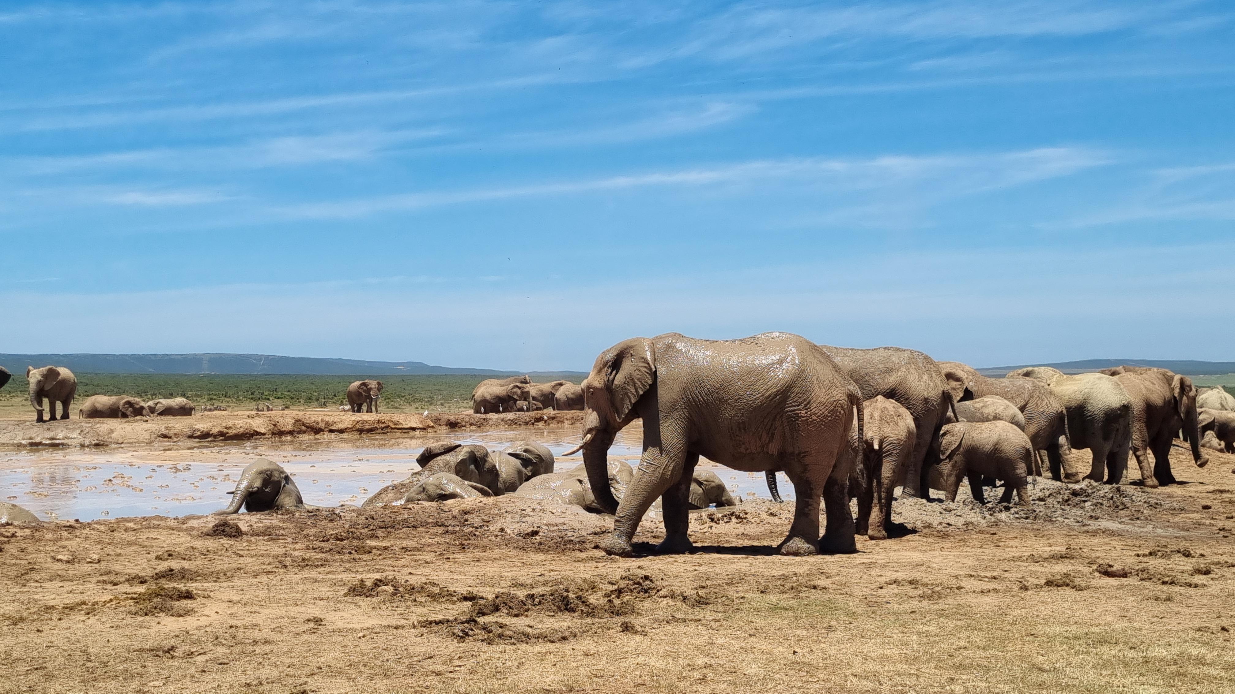 Addo Elephant National Park Half-Day Safari – Addo Elephant National Park, South Africa