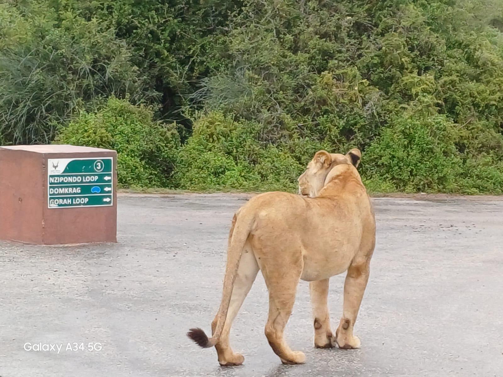 : Addo Elephant National Park Safari Half Day – Addo Elephant National Park, South Africa
