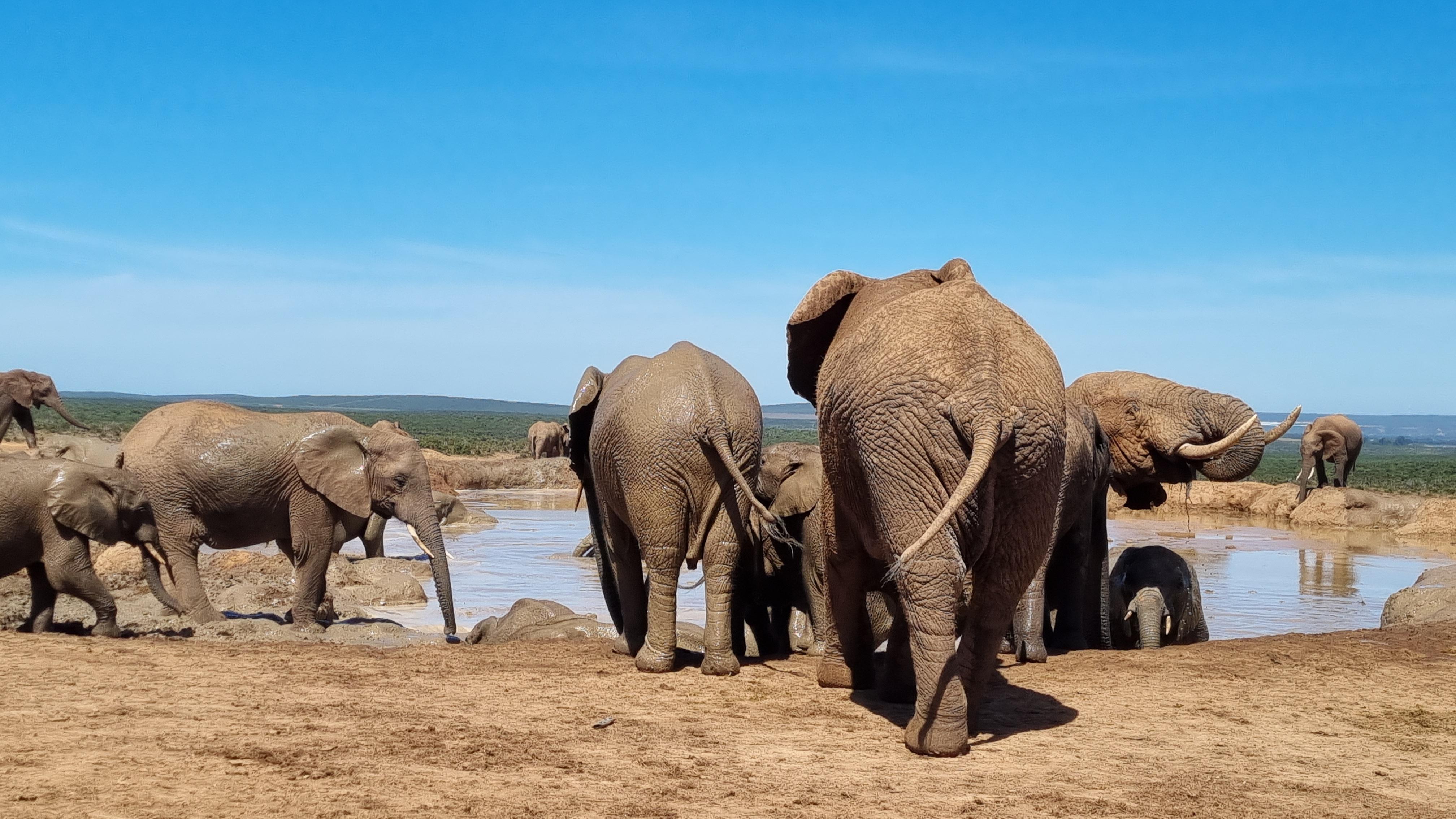 Addo Elephant Park Private Half-Day (OPEN 4×4 Vehicle) – Addo Elephant National Park, South Africa
