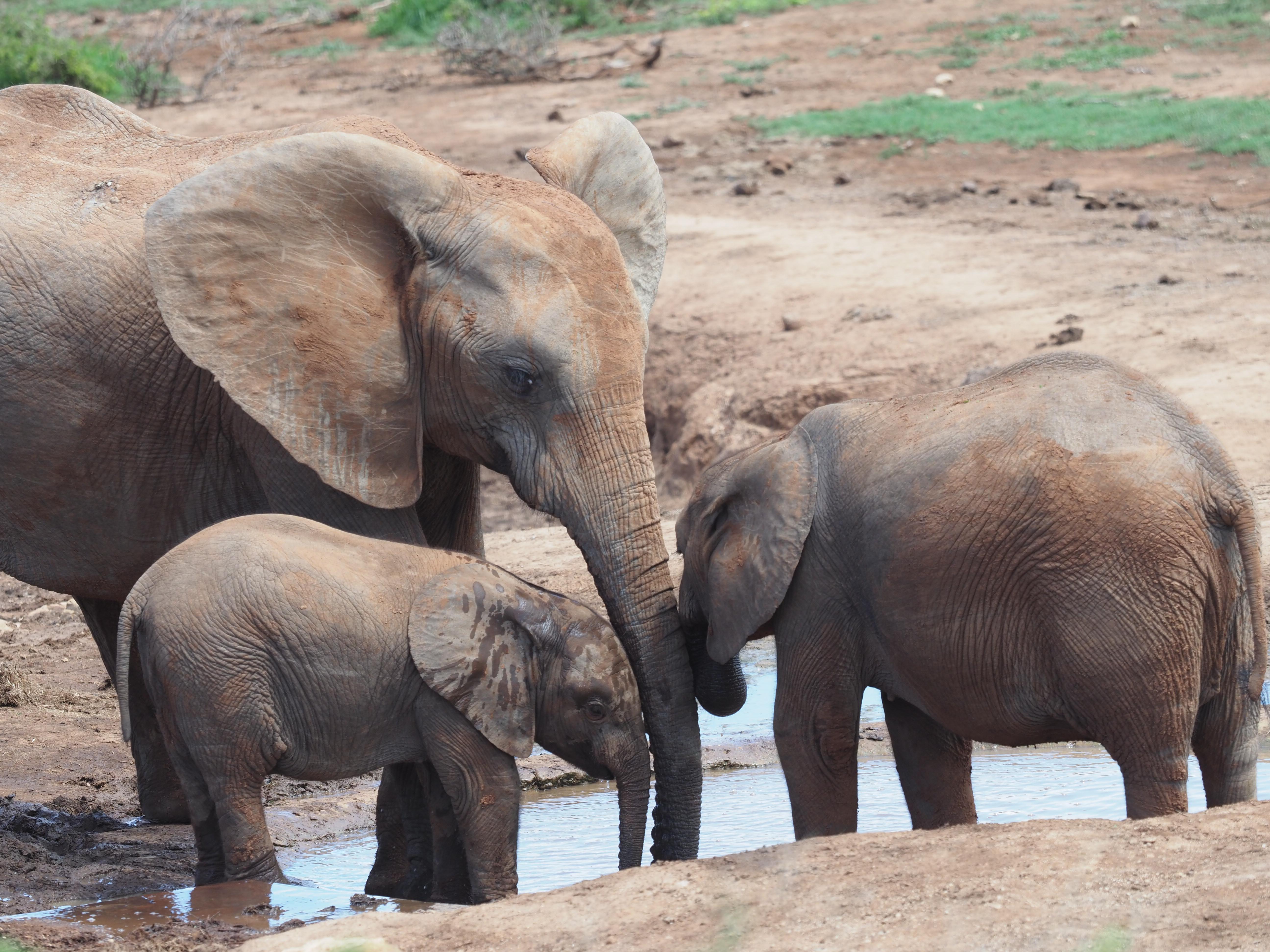 Addo Elephant Park Safari with Lunch and german guide – Addo Elephant National Park, South Africa