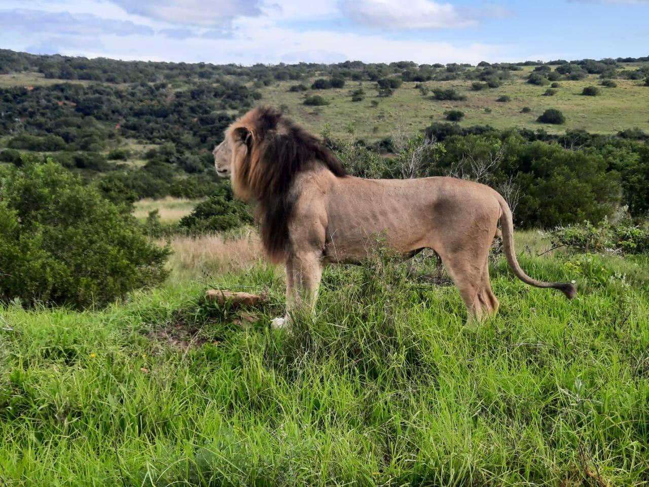 Addo Elephant Park:Safari Tour meet Big 5 to be satisfied – Addo Elephant National Park, South Africa