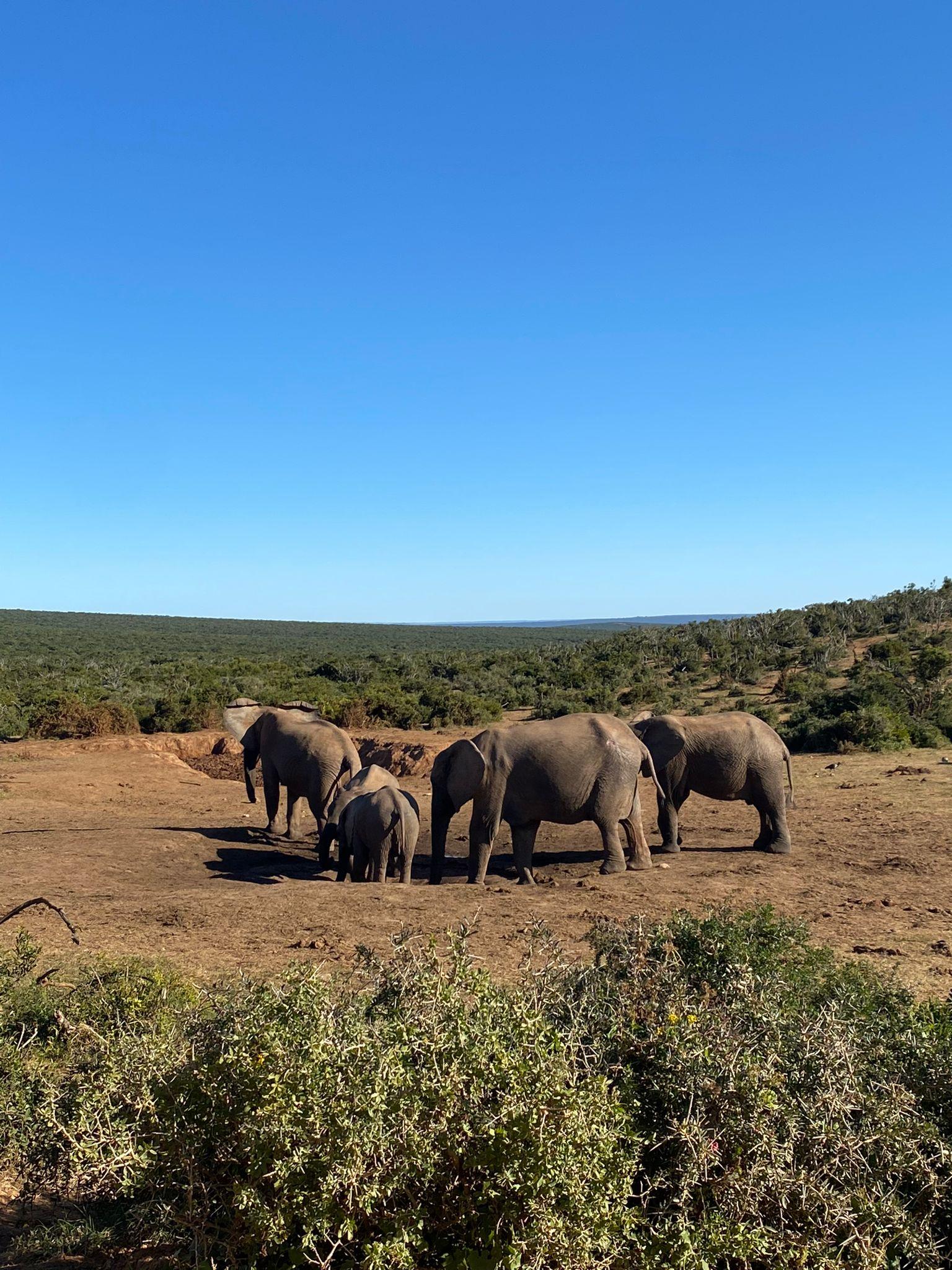 Addo: Elephant Walking Safari Experience – Gqeberha, South Africa