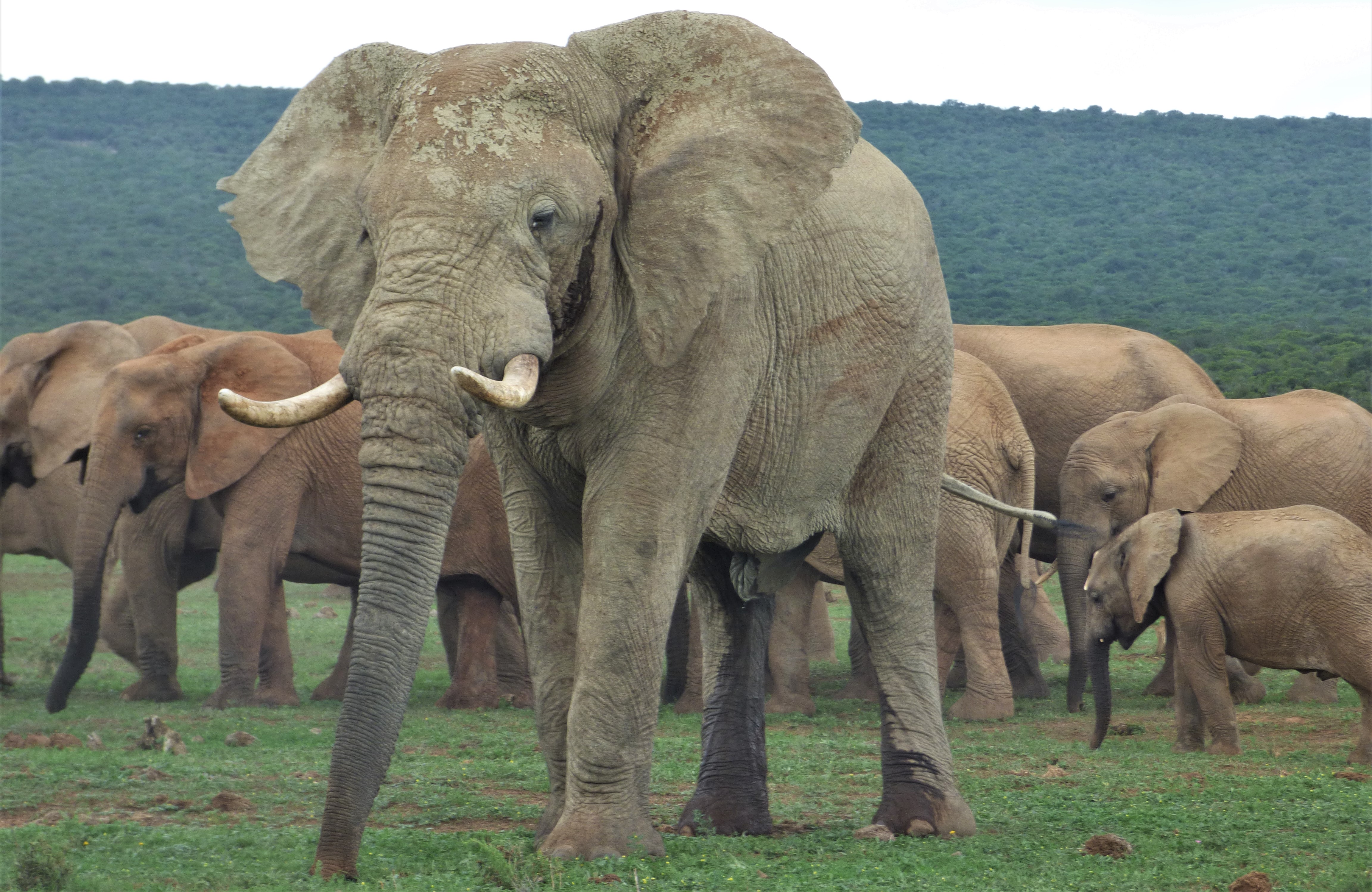 Addo National Park: Full-Day Safari Tour – Addo Elephant National Park, South Africa