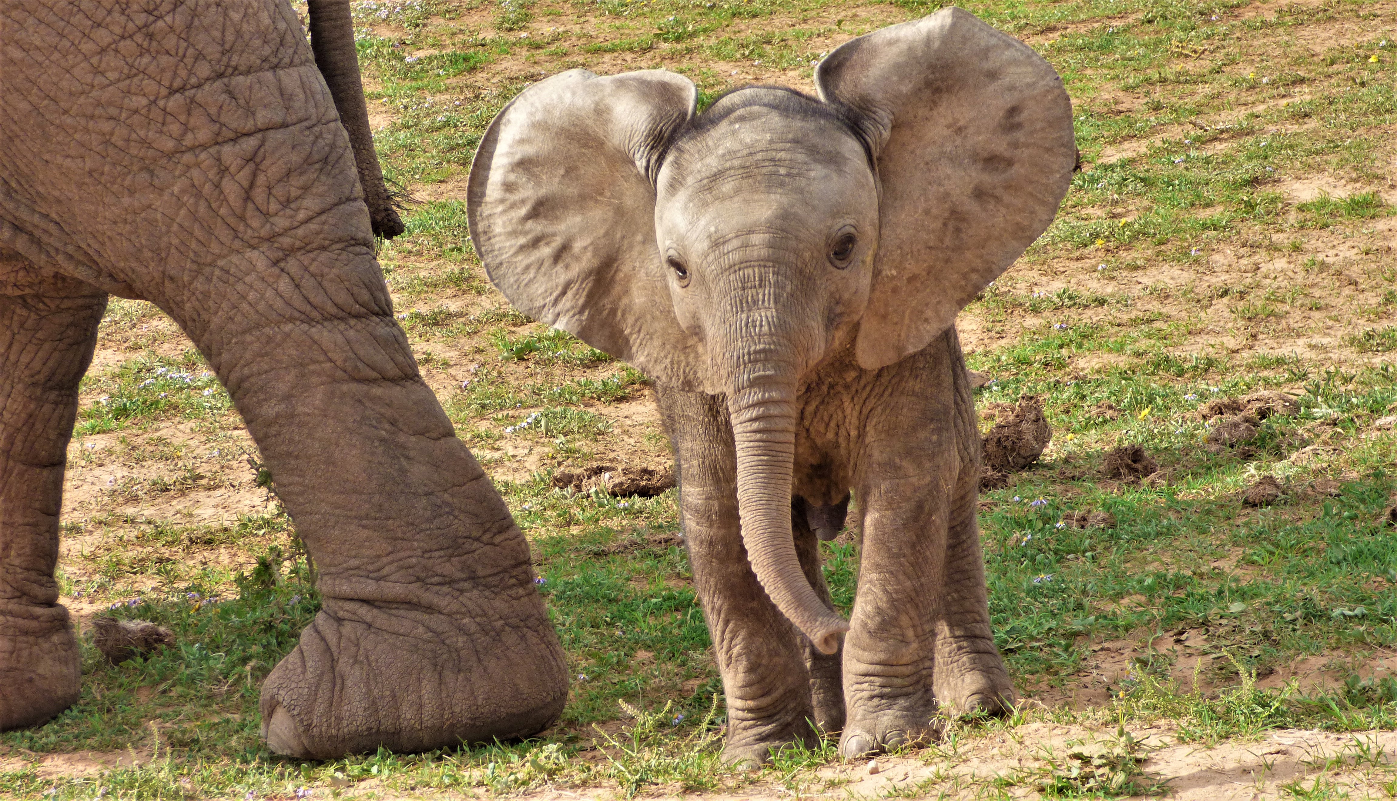 Addo National Park: Guided Half-Day Safari – Addo Elephant National Park, South Africa