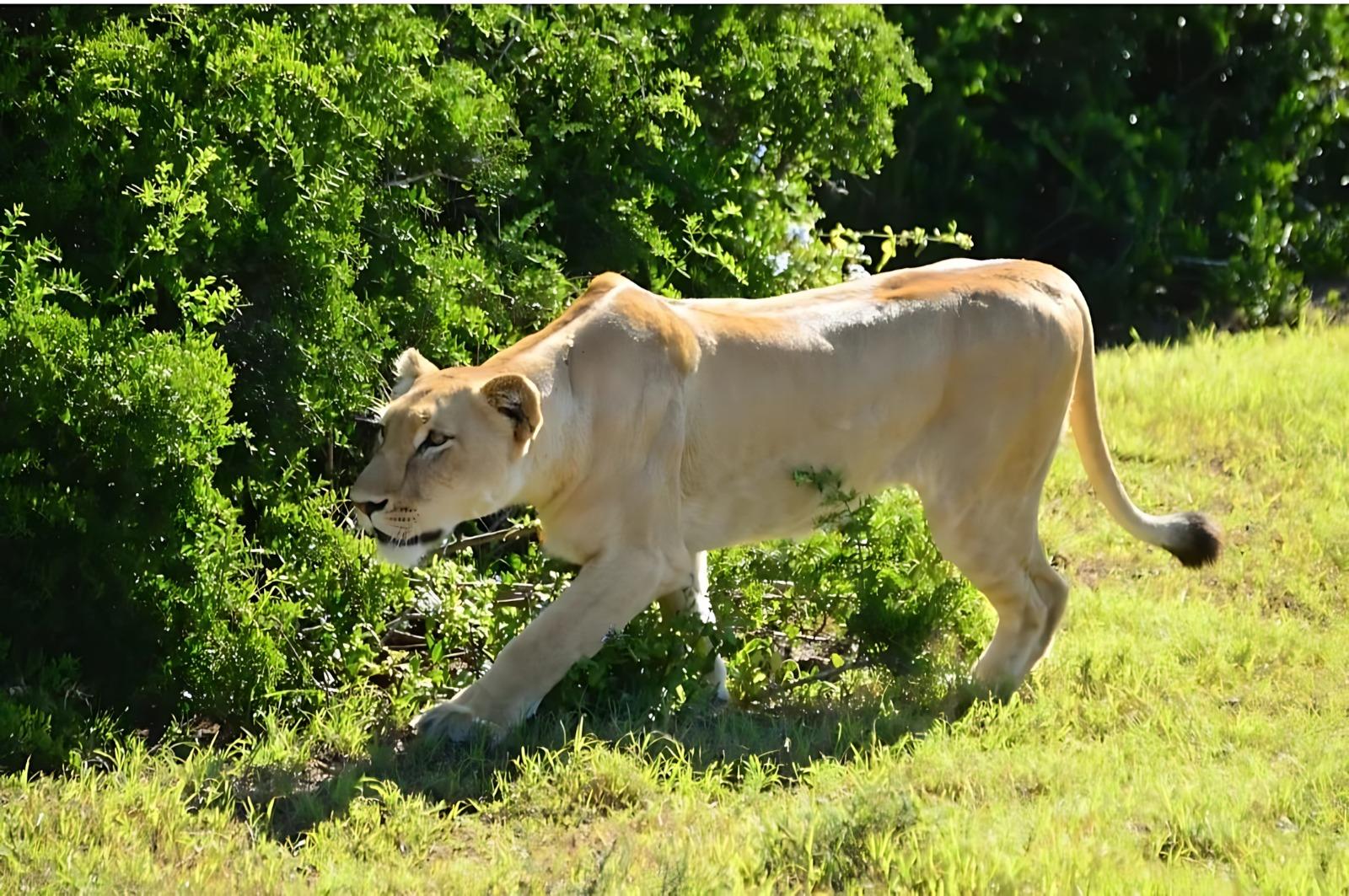 Addo National Park and Schotia Whole Day Safari – Schotia Safaris Private Game Reserve, South Africa