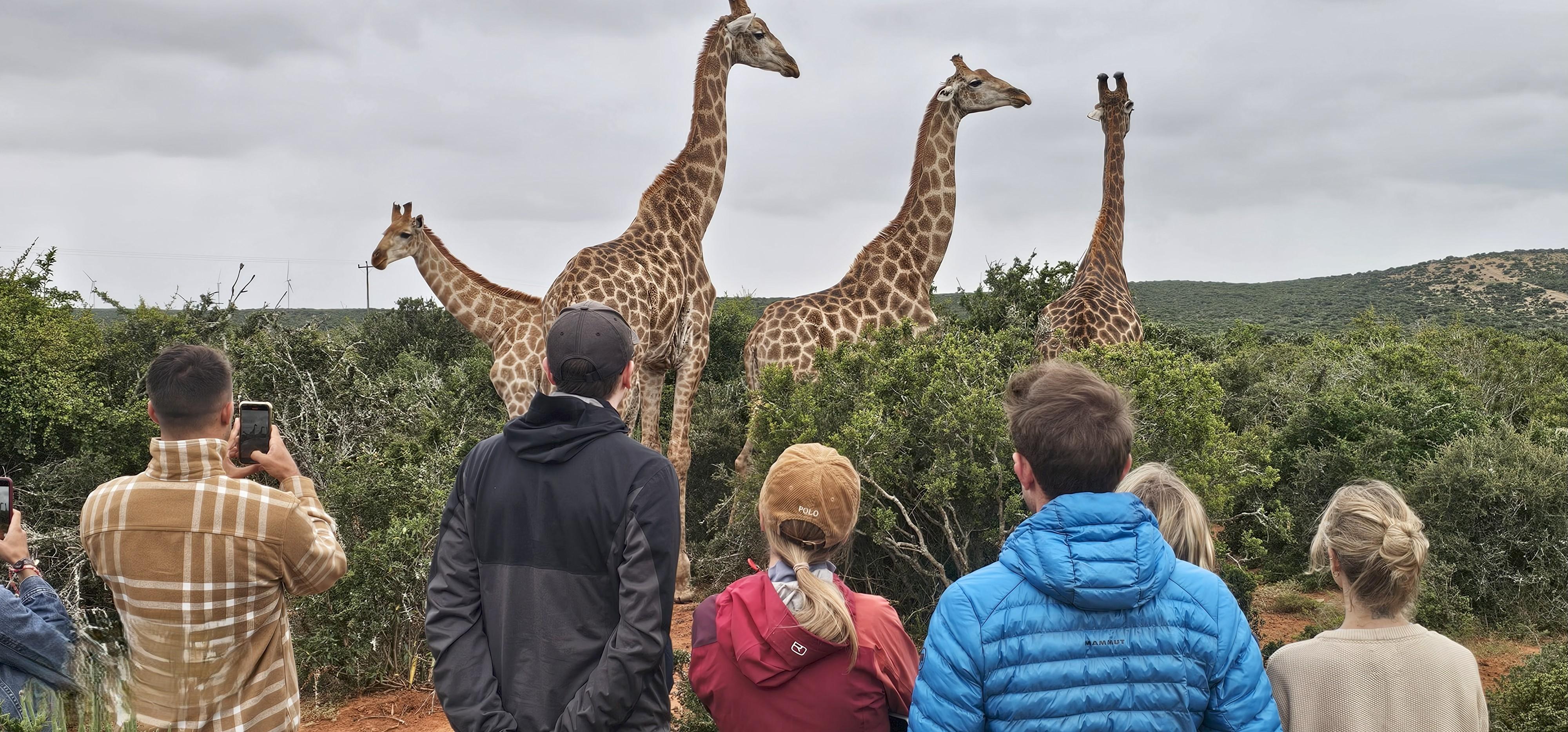 Addo Wildlife Experience: Giraffe Walk & Game Drive – Addo, South Africa