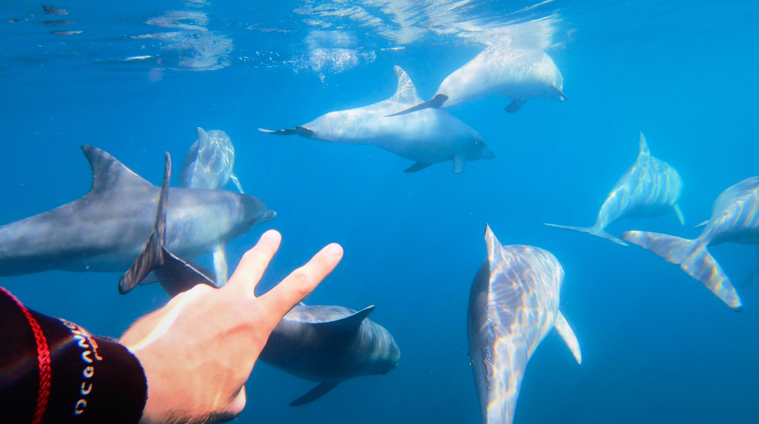 Adelaide: 4-Hour Swimming with Dolphins Experience – Adelaide, Australia