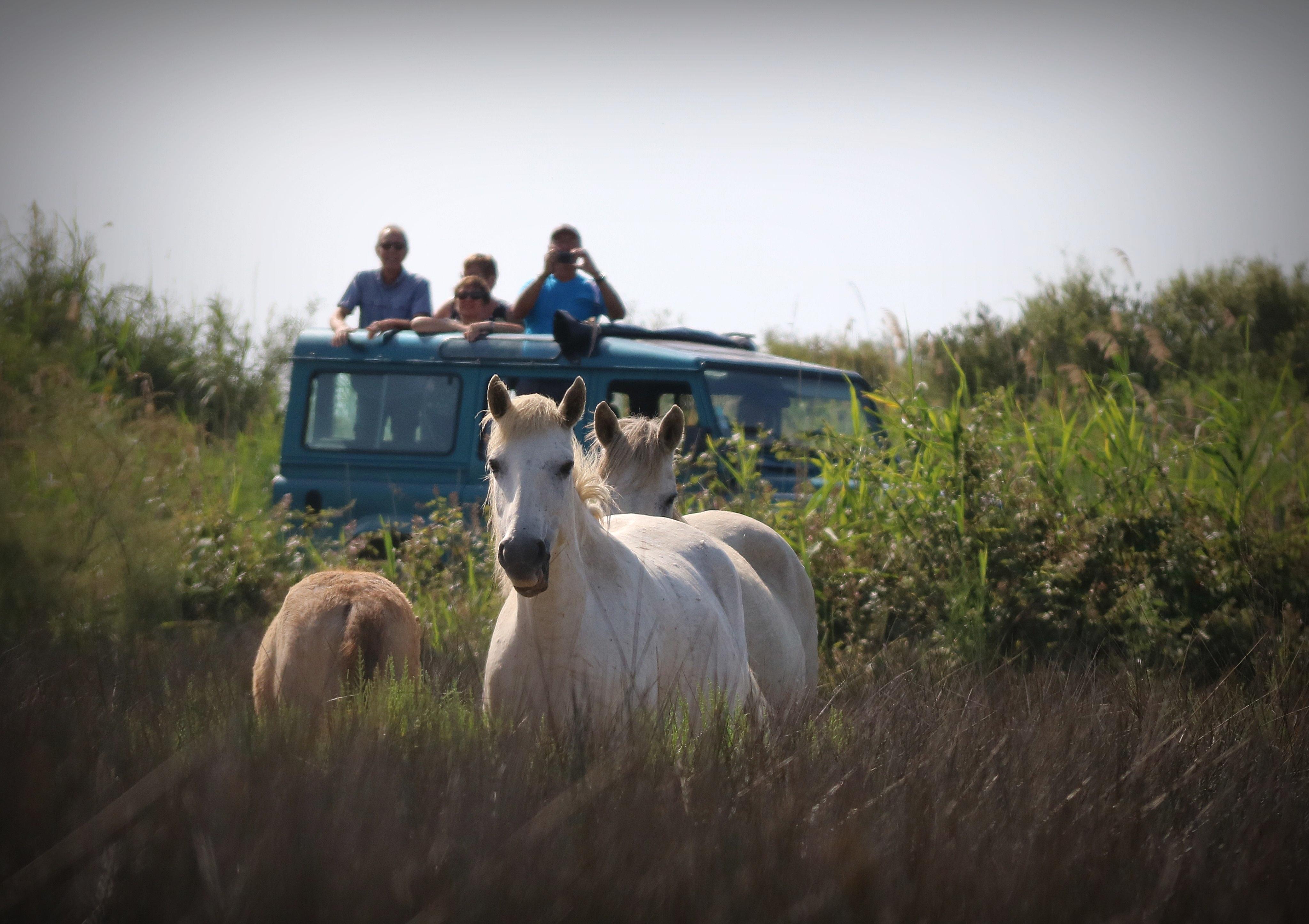 Aigues Mortes: Jeep Photo Safari in Camargue – South of France, France