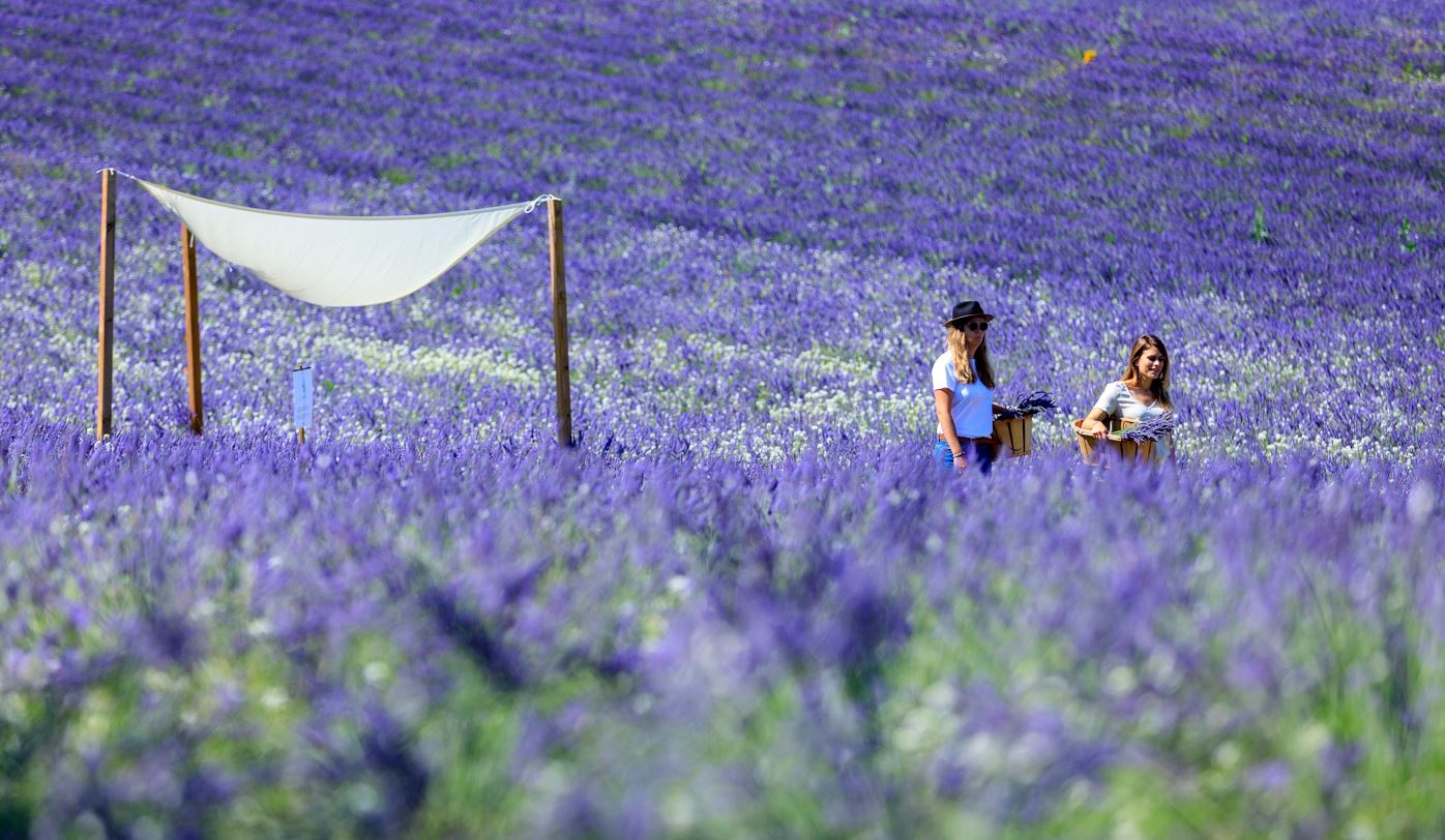 Aix-en-Provence: Lavender Fields Visit – Lavender Fields, Provence, France