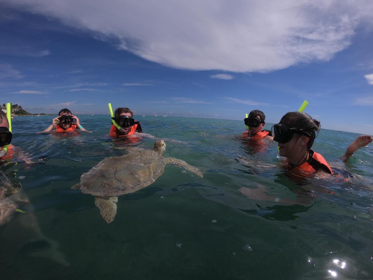 Akumal: Guided Snorkeling with Sea Turtles and Swimming in a Coral Reef – Akumal, Mexico